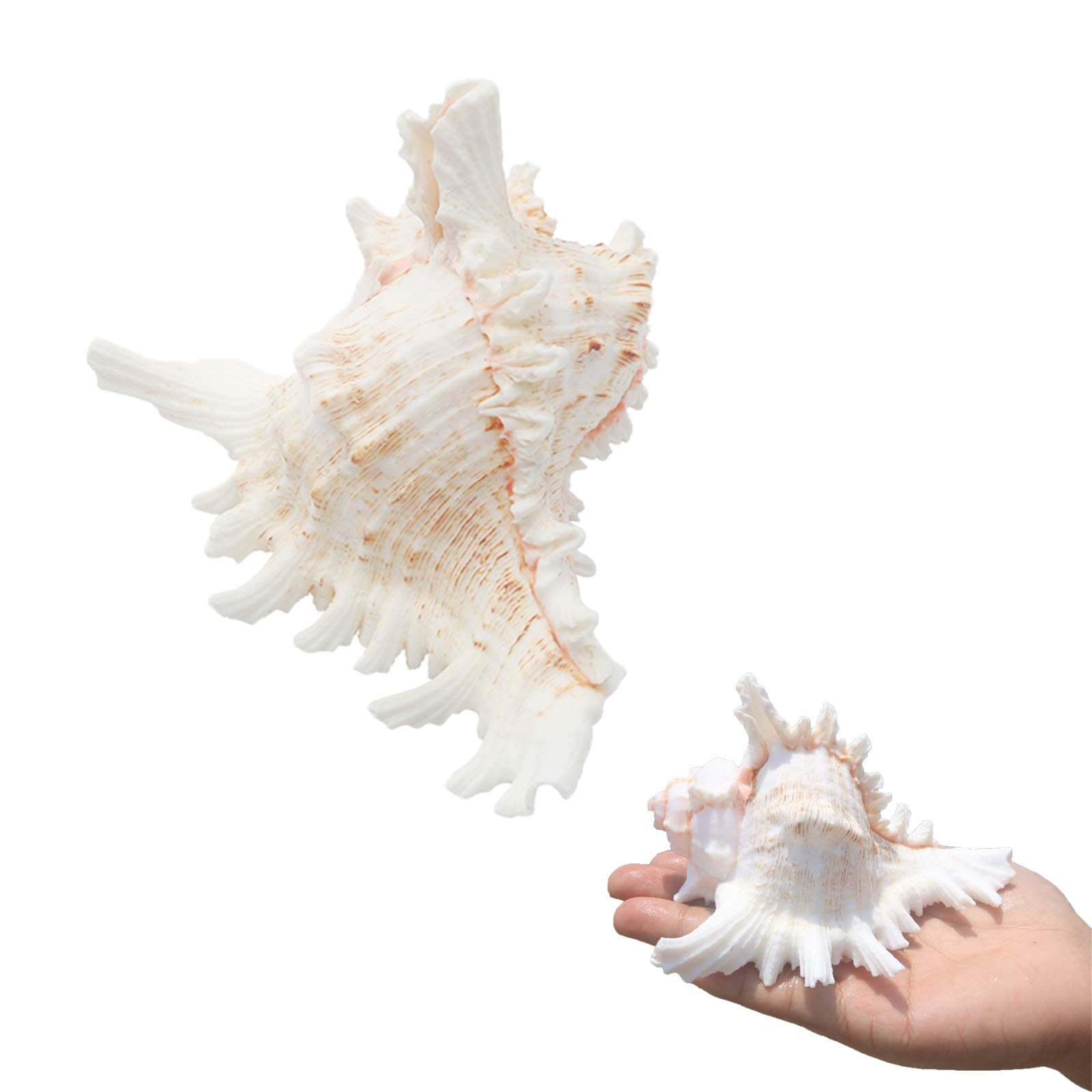 2pcs Natural Conch Shell Decoration