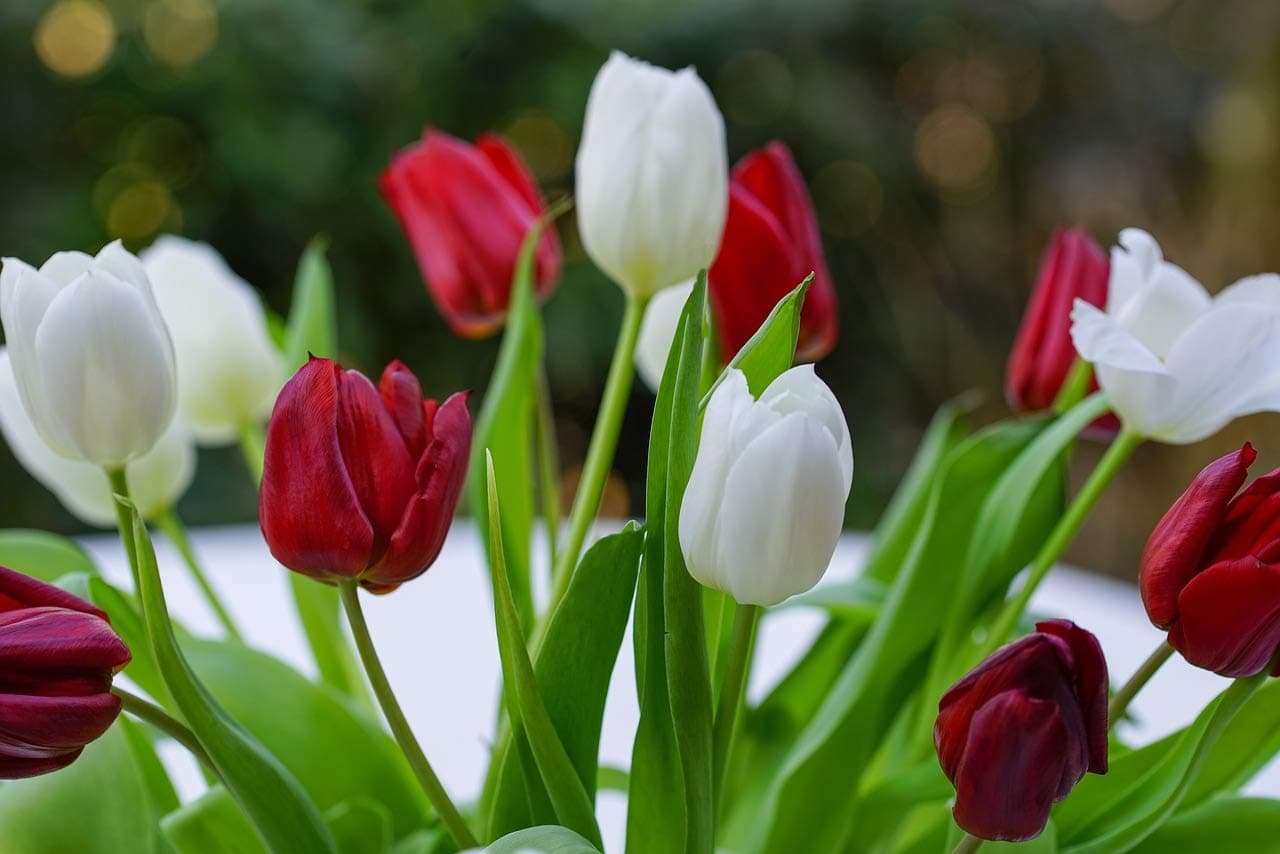 Sprout Bulbs | Tulip Flower Bulbs (not Seeds) Mix Color - Pack of 9 Pieces