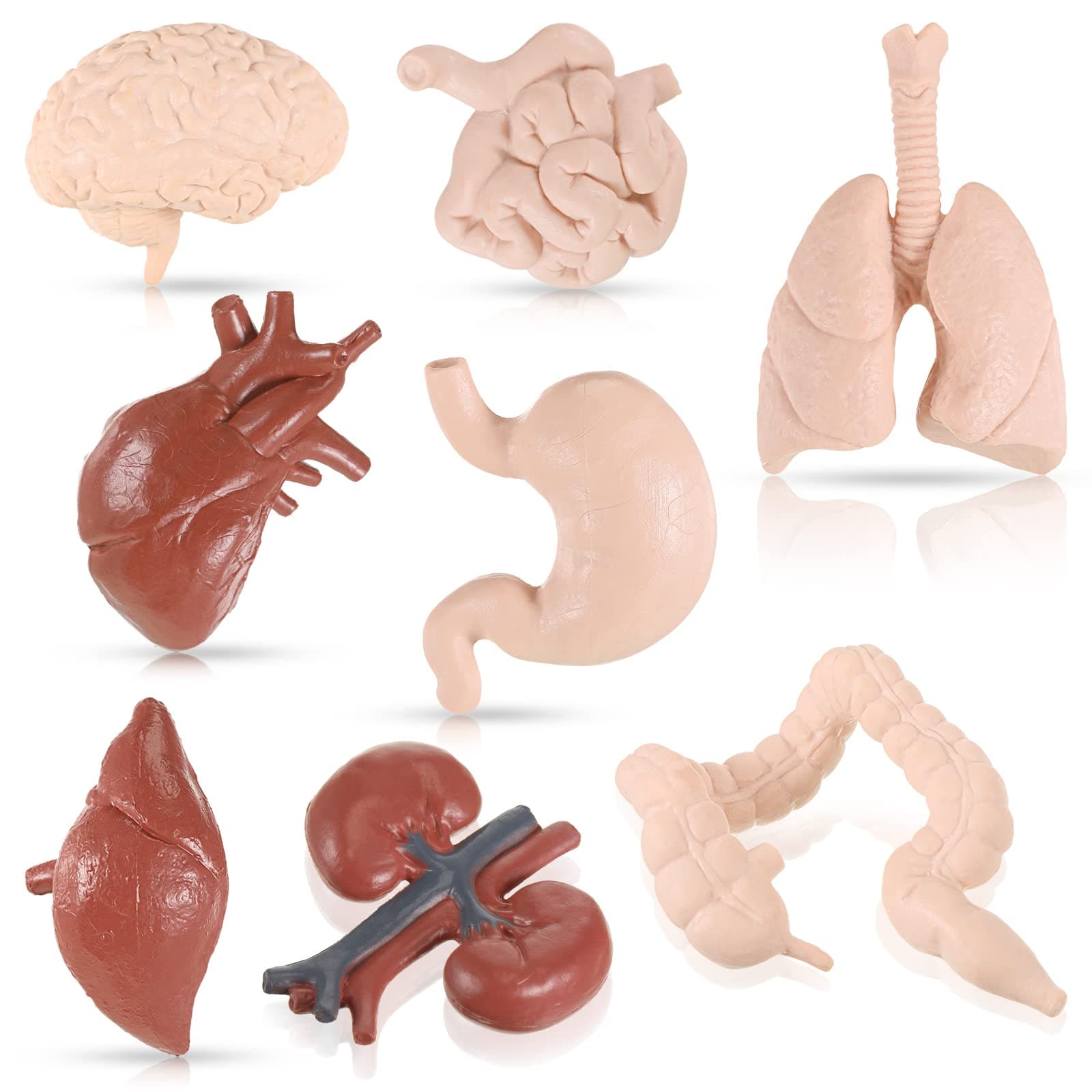 Yinkin 8 Pcs Mini Human Body Model for Kids Body Parts Sets Human Organ Model Anatomy and Physiology 3D Study Tools Students Sciences Learning Kit for Kids Study Class