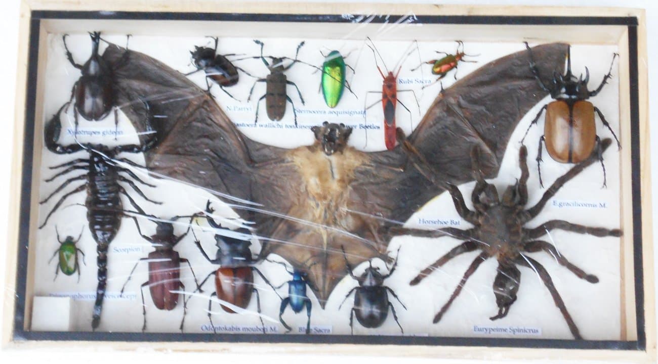 REAL Multiple INSECTS BEETLES Scorpion Bat Spider Collection Taxidermy display in Wooden Box