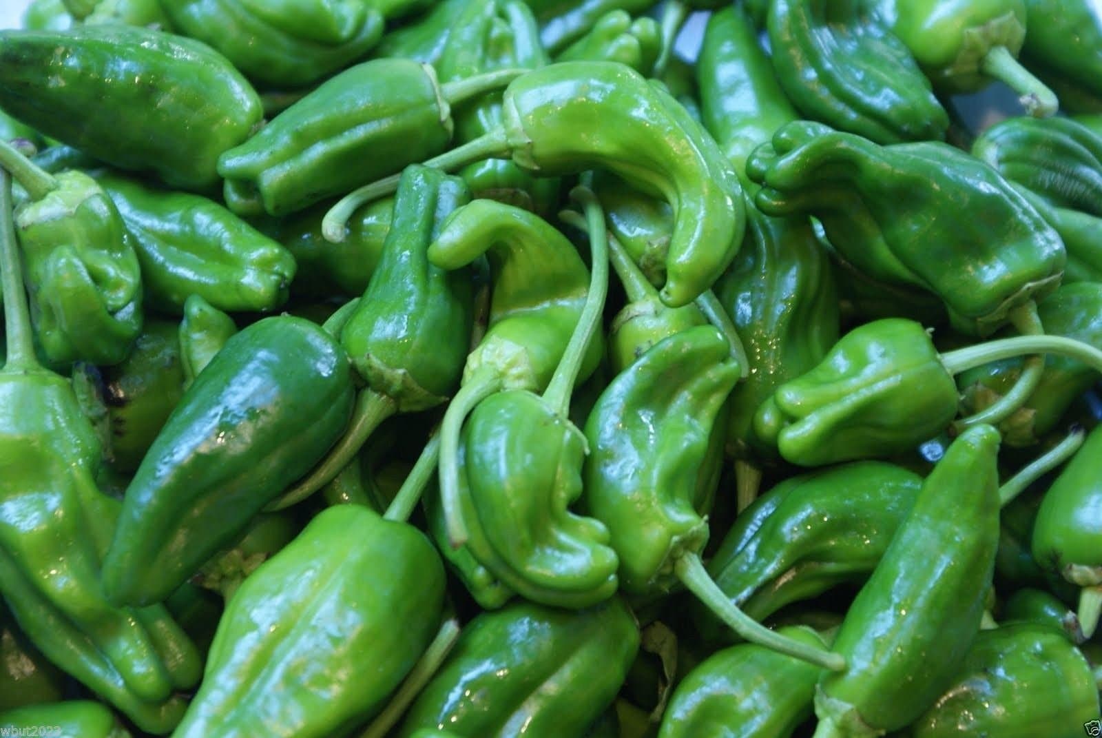 Pimientos DE Padron- 25 Seeds (Padron Pepper)- Hot/Sweet/Mild,Spanish Heirloom !