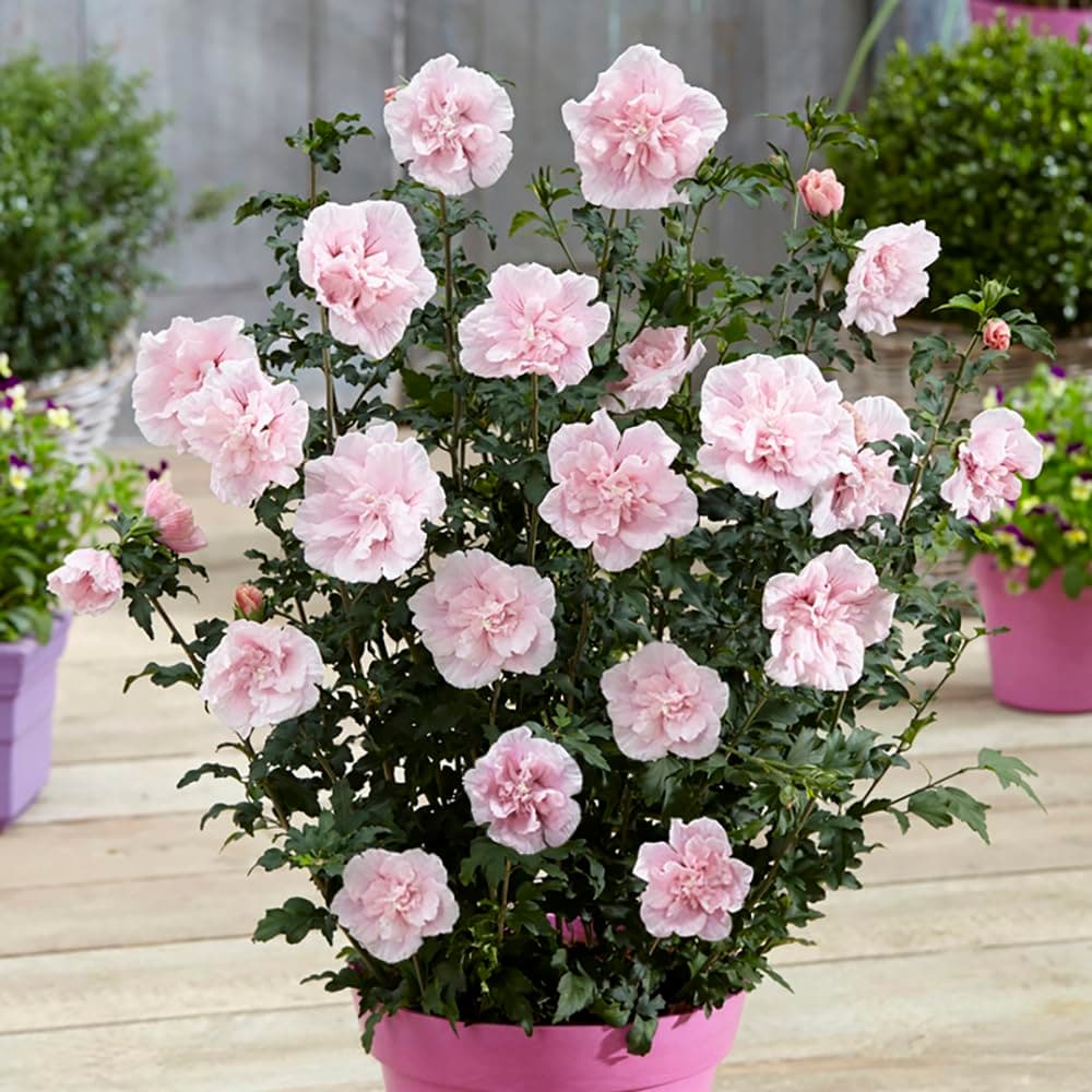 YouGarden Double Flowered Hibiscus 'Chiffon Pink' in a 3 Litre Pot, Potted Hibiscus Plants for Gardens, Supplied as a Garden Ready Established Plant Ready to Plant Out