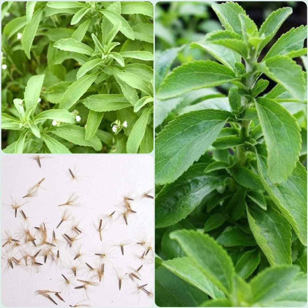 SHOP 360 GARDEN Stevia Rebaudiana, Candyleaf, Sweetleaf, Sweet leaf, Sugarleaf, Sweet tulsi, Seeni Tulasi Herb Seeds For Growing - Pack of 150 Seeds