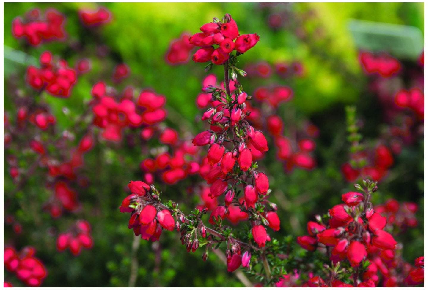GrowOn ShrubsBell Heather Erica Cinerea 'Stephen Davis' | Evergreen Shrub | Outdoor Garden Ready Plant | Summer and Autumn Flowering | Red Flowers