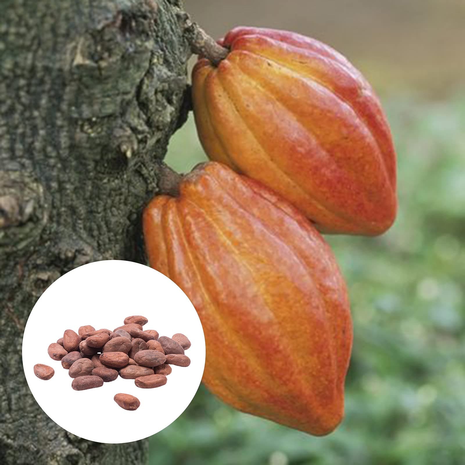20Pcs/Bag Plant Seeds Beautiful High Germination Natural Theobroma Cacao Seeds for Lawns - Flower Seeds Vegetable Seeds Fruit Seeds Garden Plant Seeds for Planting