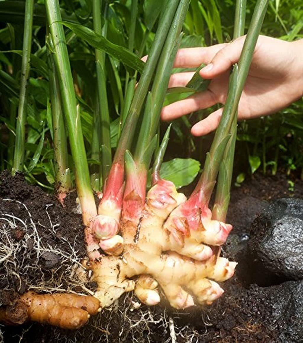 Southside Naturals 10 Ginger Plant Rhizomes | Fast Growing Zingiber Officinale For Growing, Gardening & Planting | Indoor Plant Rhizomes | Healthy, Rare Root, Fresh & Medicinal Plant