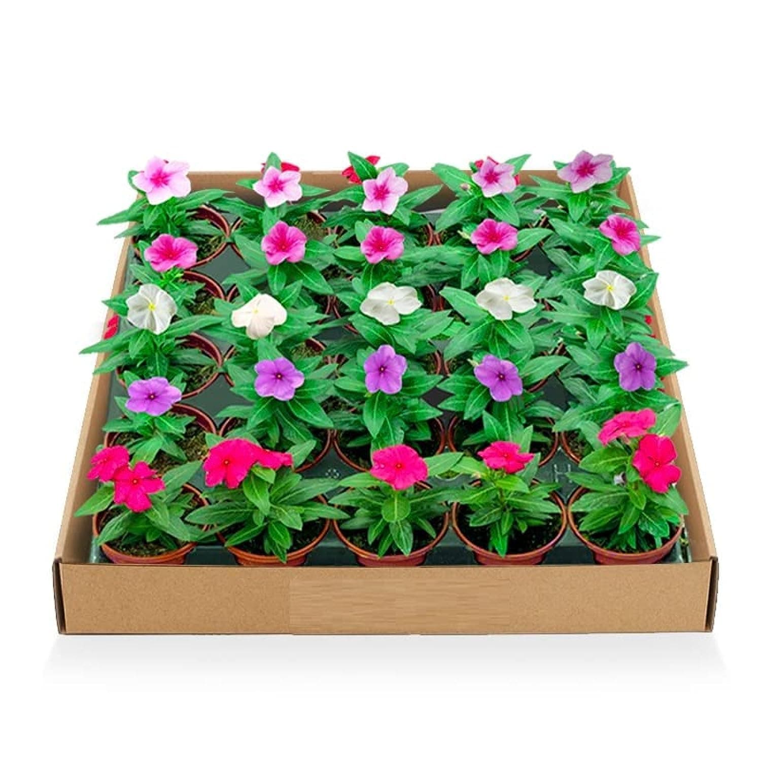 Box of 24 Vinca Rosea Plants 5-8 CM – Fresh, Colorful Flowers for Landscaping & Garden Decor