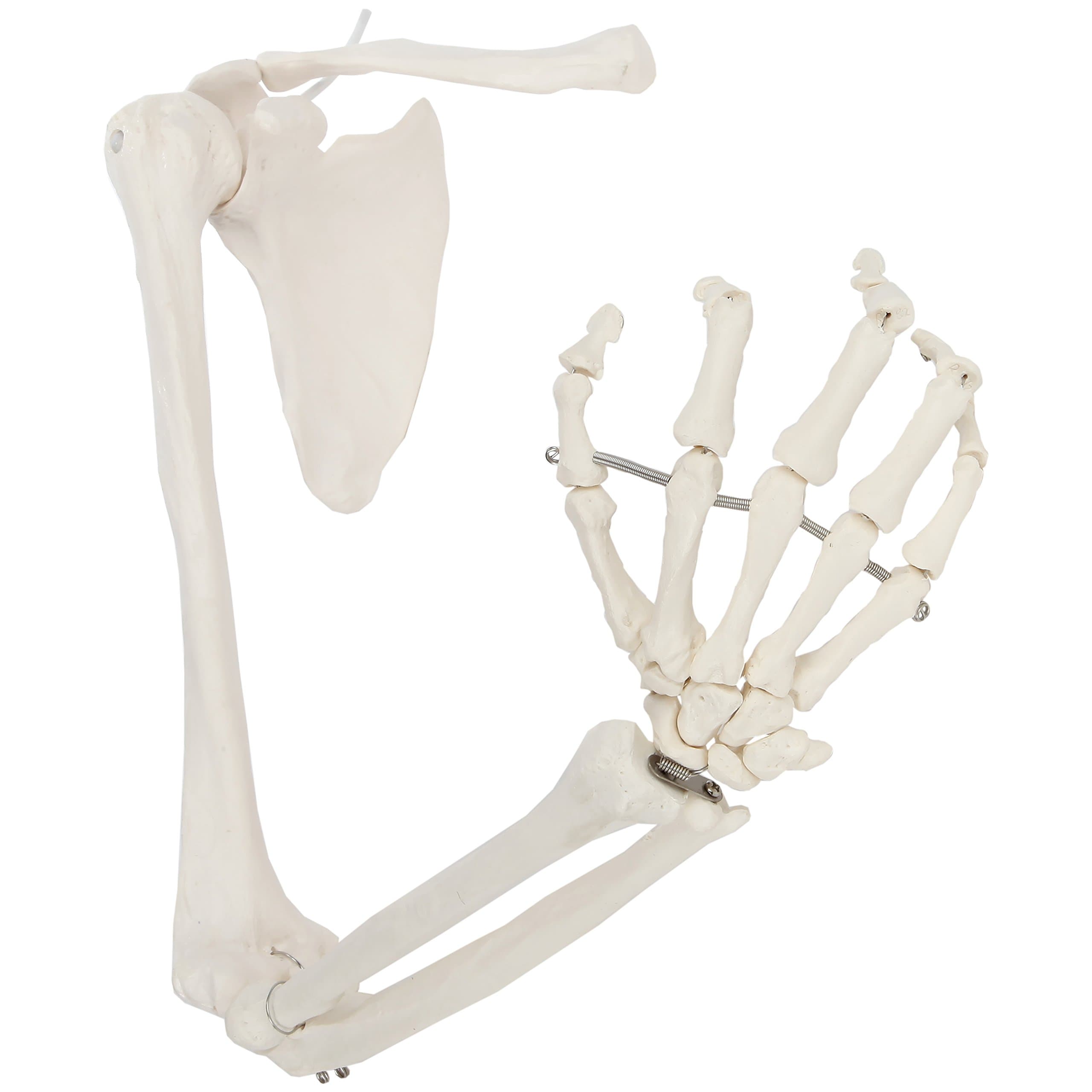 Axis Scientific Arm Skeleton - Right