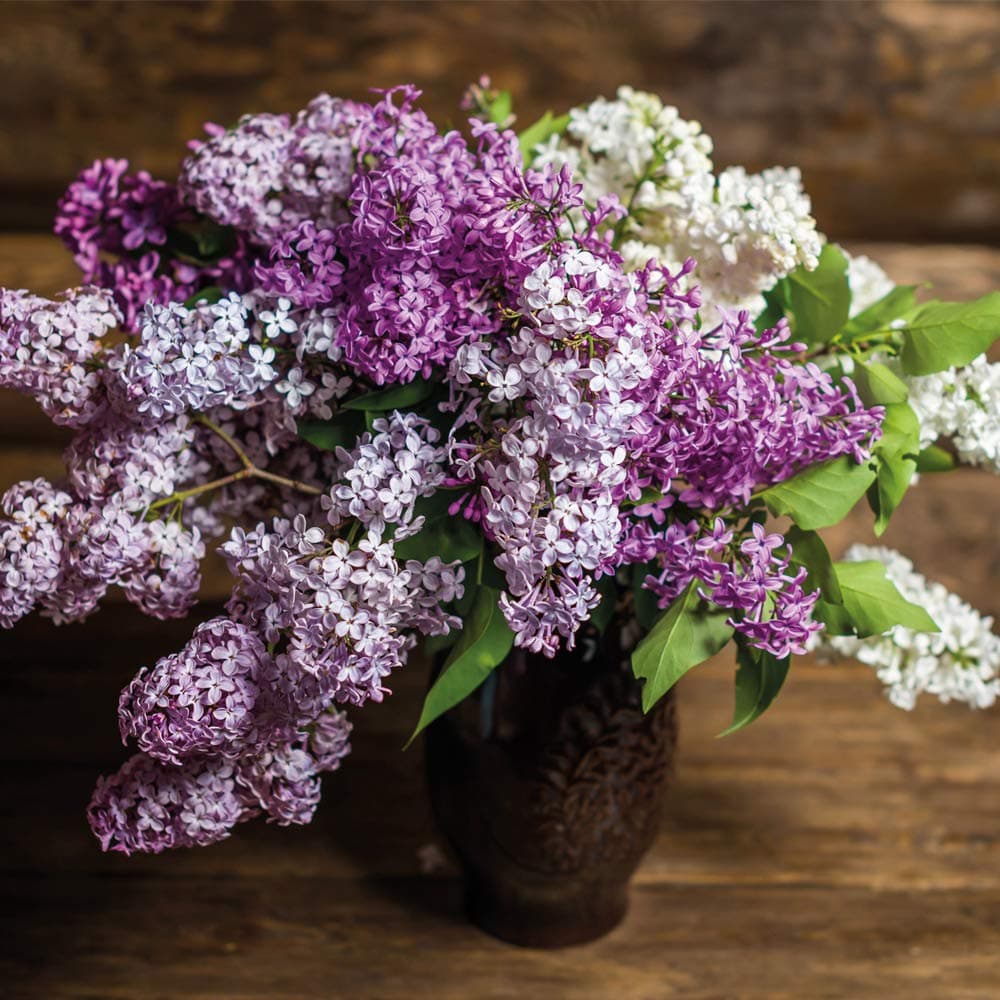 Lilac Fragrant Trio Collection 9cm Pot x 3 (1 Each of ‘Miss Kim’, ‘Saugeana’ and ‘Josikaea’), Hardy Shrub byThompson and Morgan (3)