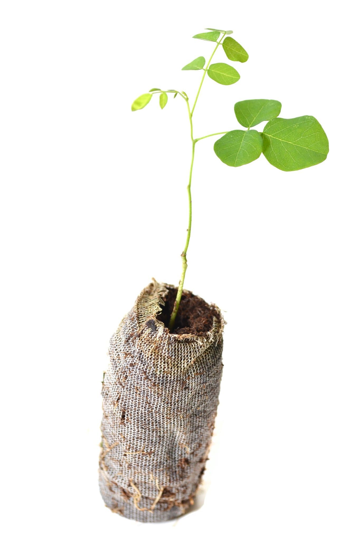 Lot of 3 Black Locust Trees - Robinia pseudoacacia - Starter Plugs (See State Restrictions)