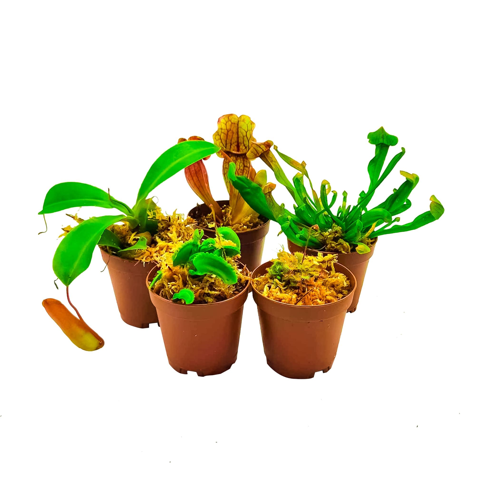 2" Live Carnivorous Plants Variety 5 Pack - Carnivorous Starter Pack - Sundew, Sarracenia, Flytrap Small Plants