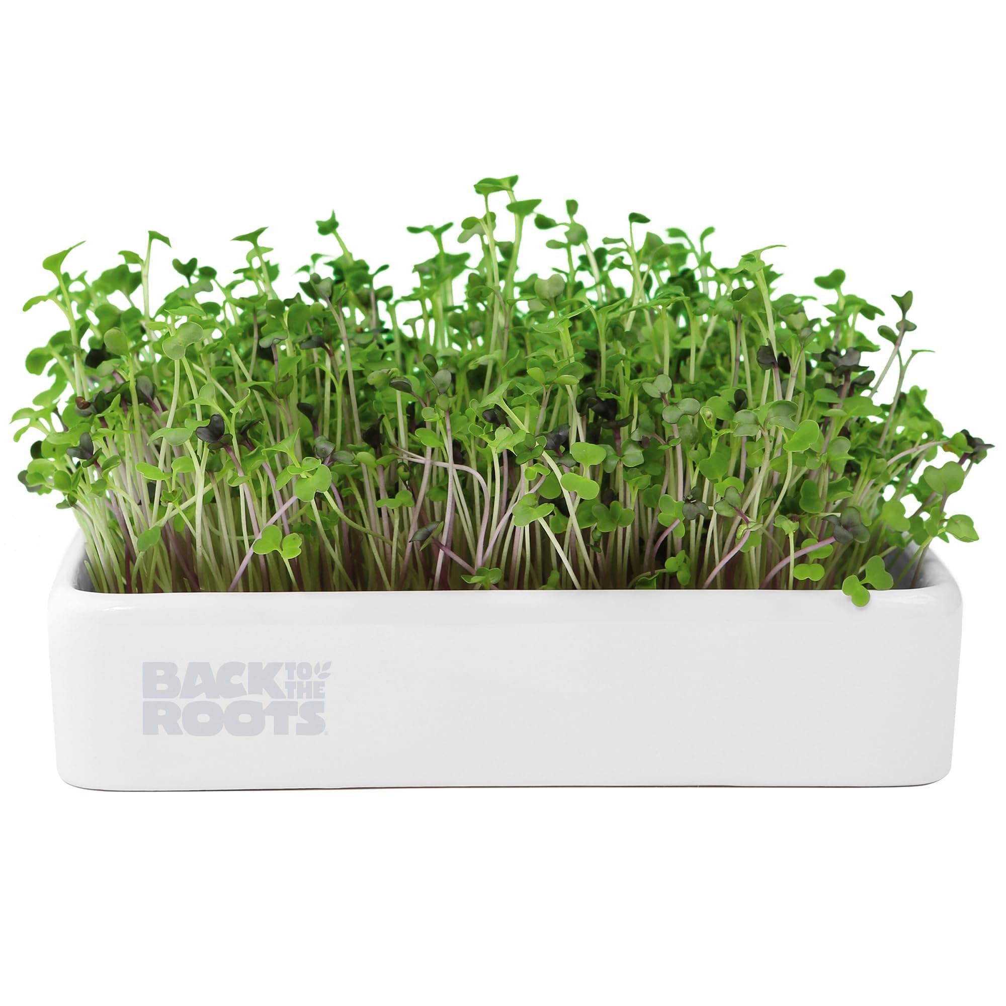 Back to the Roots Organic Microgreens Grow Kit with Ceramic Planter, Green