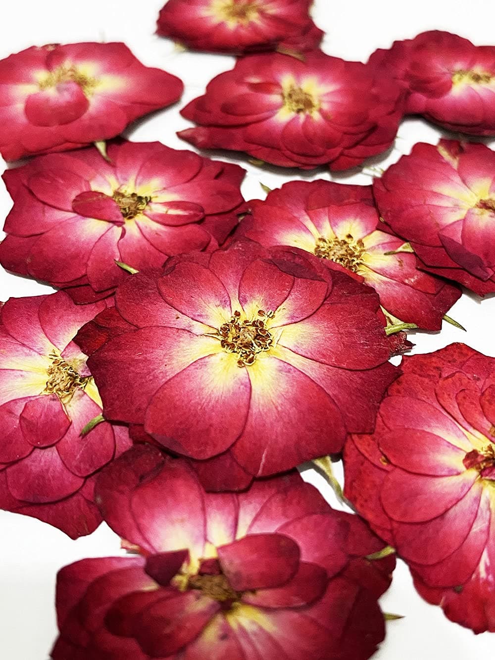 UOKWIWI20 pcs Mini Rose Real Natural Dried Pressed Flowers for Resin Art Decors Craft DIY