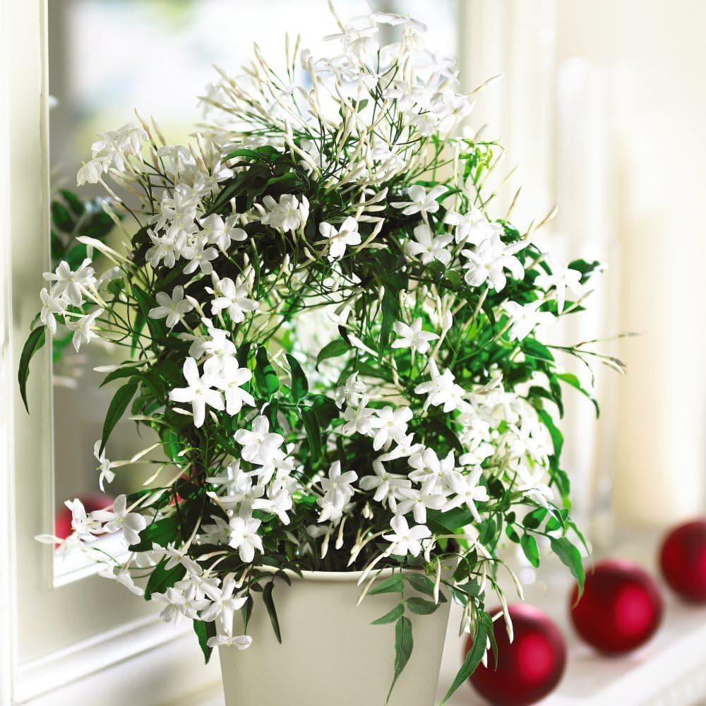 Jasmine on a Hoop - Scented Houseplant - Indoor Plant - Pure White Flowering - Easy to Grow Your Own - 1 x 11cm Potted Plant On A Hoop by Thompson and Morgan