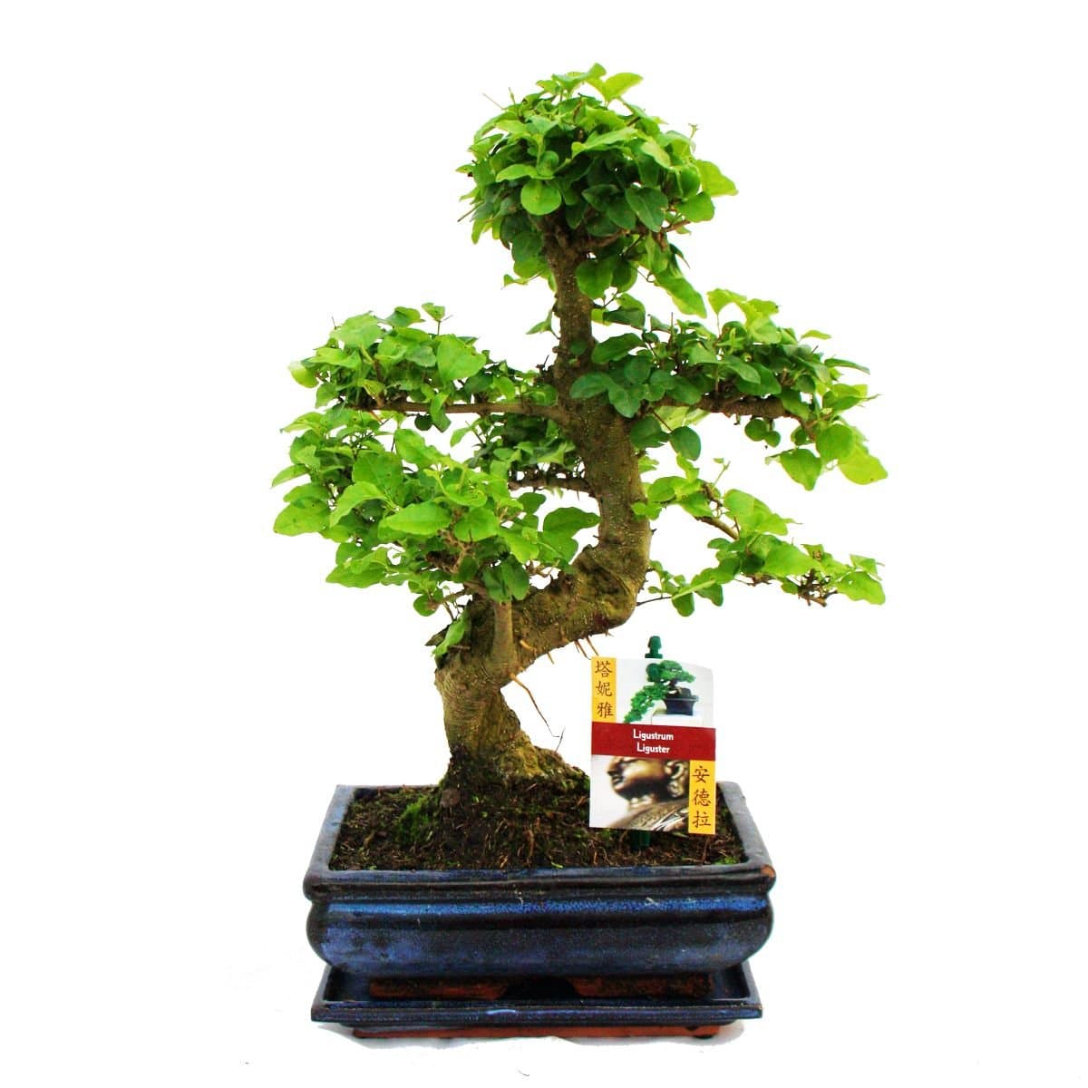 Bonsai Ligustrum 9 yrs old - 1 tree