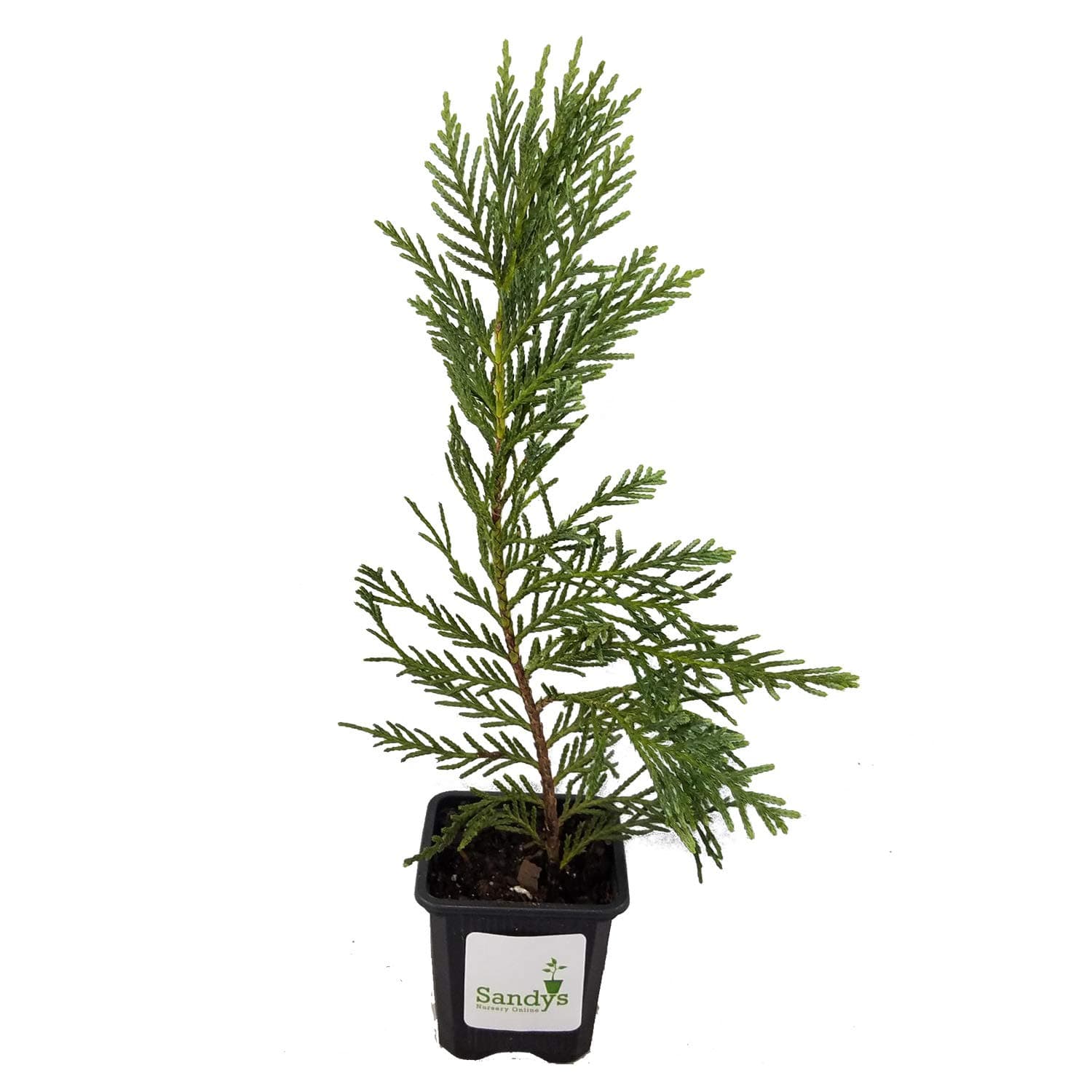 Sandys Nursery Online Cypress Leyland 3 Inch Pot, Lot of 6