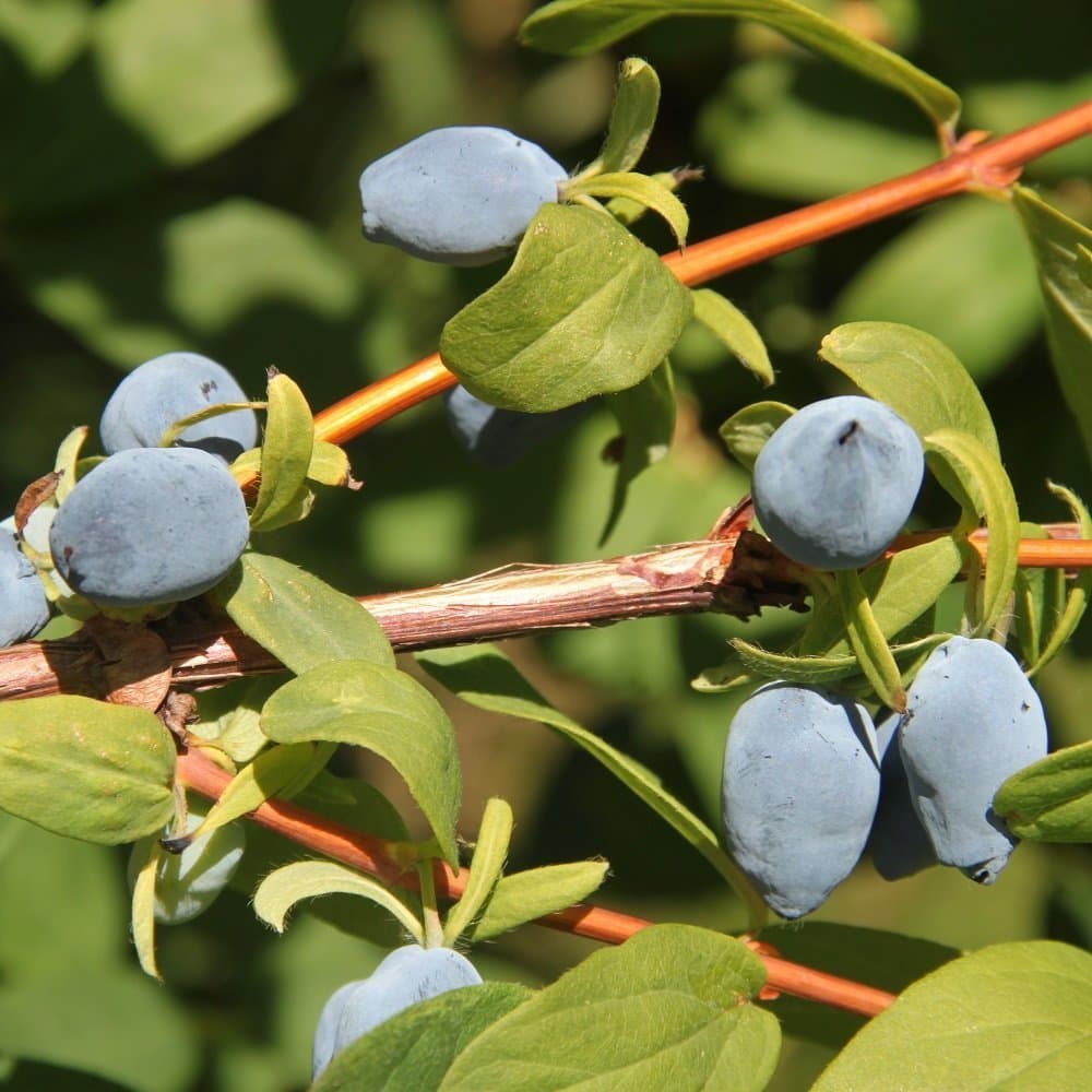 Yezberry ® SOLO ™ Haskap - 4" pot - Lonicera - Proven Winners