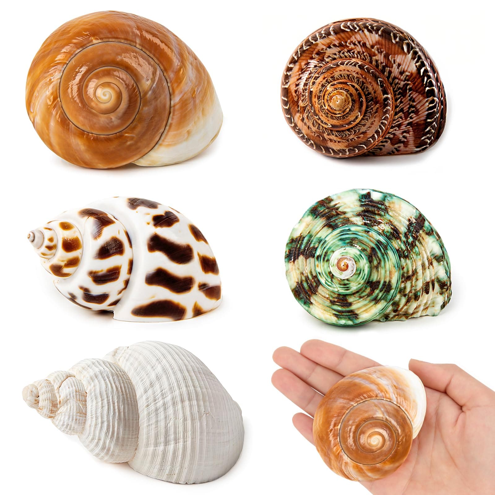 5PCS Medium and Large Hermit Crab Shells, Conch Shell,Natural Sea Conch Size 5.5-9CM, Opening Size 3.5-5CM,Turbo Seashells for Hermit Crab Supplies and Beach Decoration