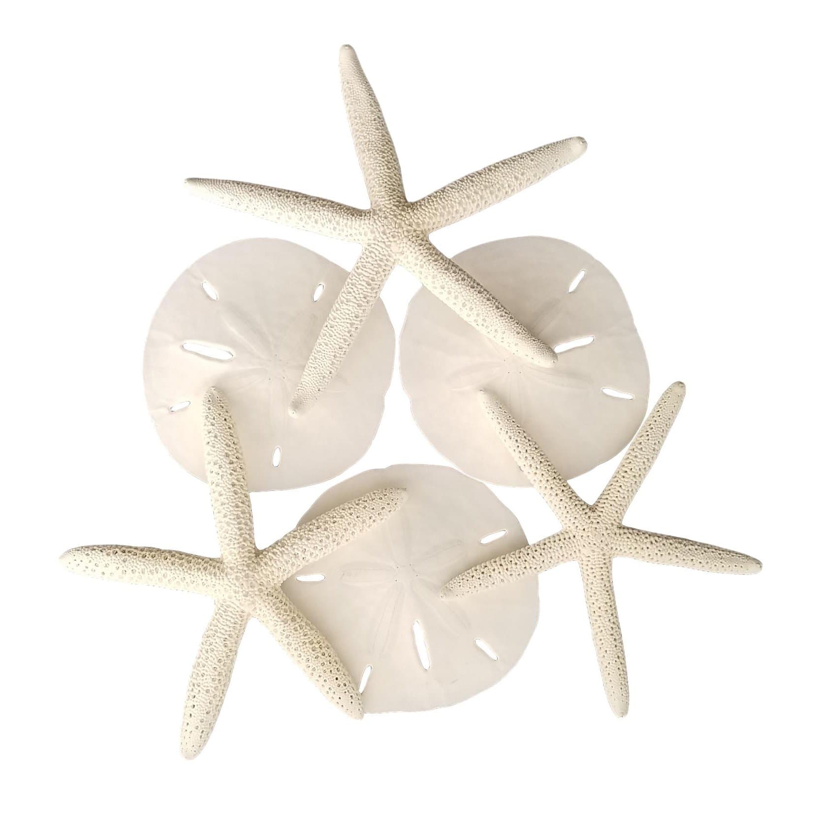 Tumbler Home Sand Dollars and Starfish for Crafts, 3 Real Starfish (4"-6") and 3 Sand Dollars (3"-3.5") in Bulk