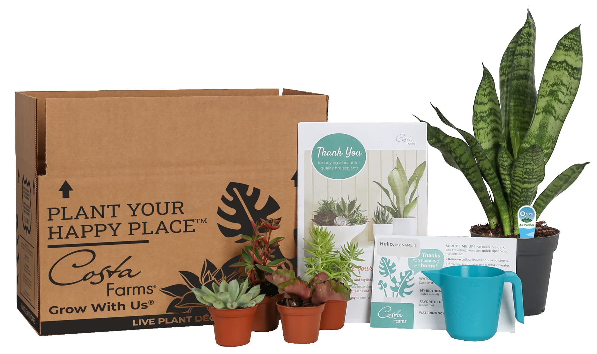 Costa FarmsSubscription Box Clean Air Collection, Live Indoor Plants and Succulent Mix, Grower's Choice