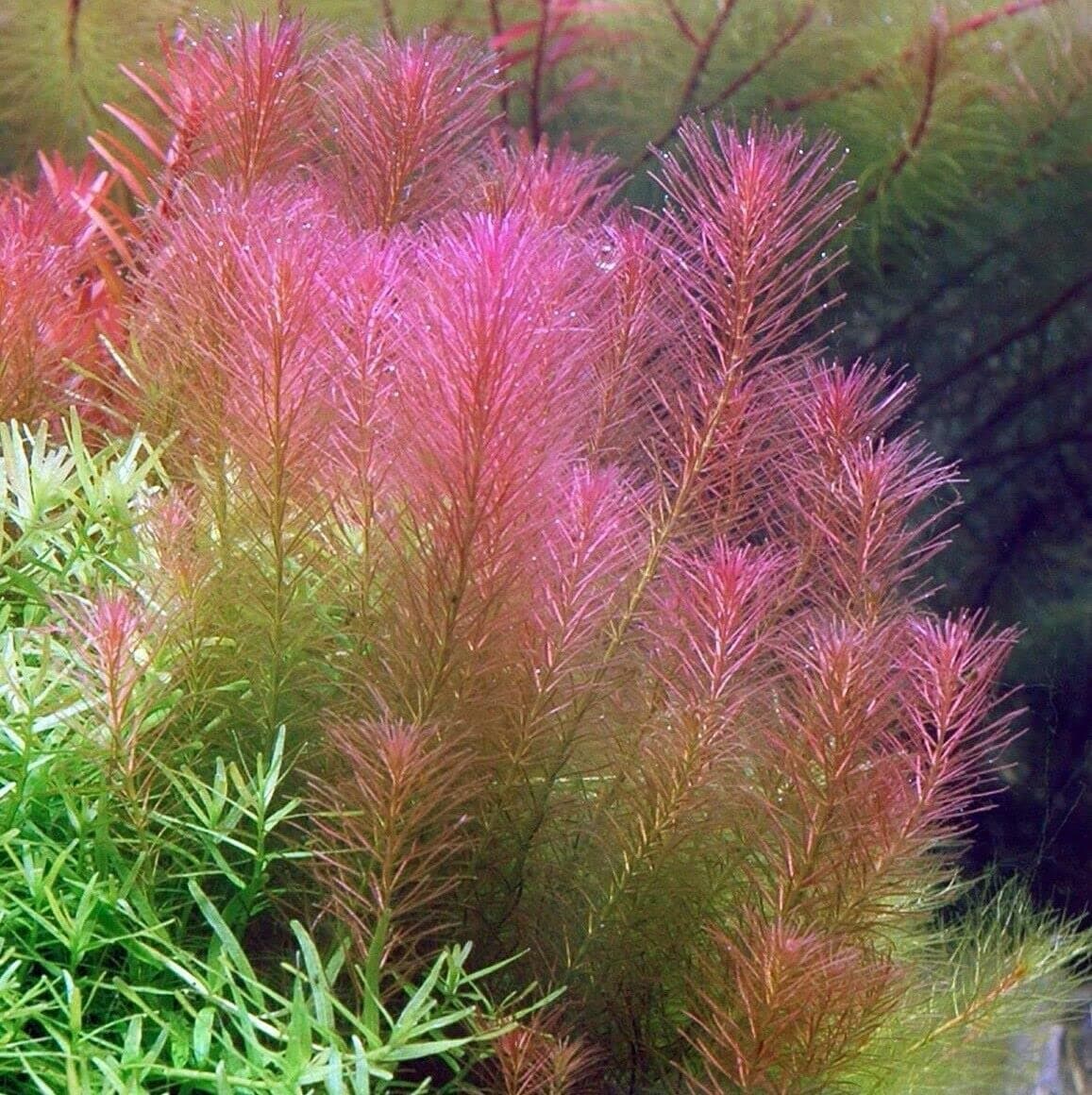 Aquarium Live Plant Rotala Wallichii 'Mexicana' Copper Red Walichi