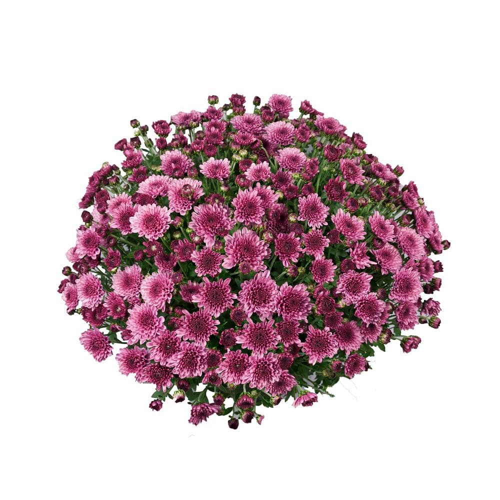 Chrysanthemum plug plants 'Branfountain Purple'. 4 x Medium plug Plants. Perennial bright purple daisy flowers for cutting gardens. Garden mums. Available from Bedwen Plants