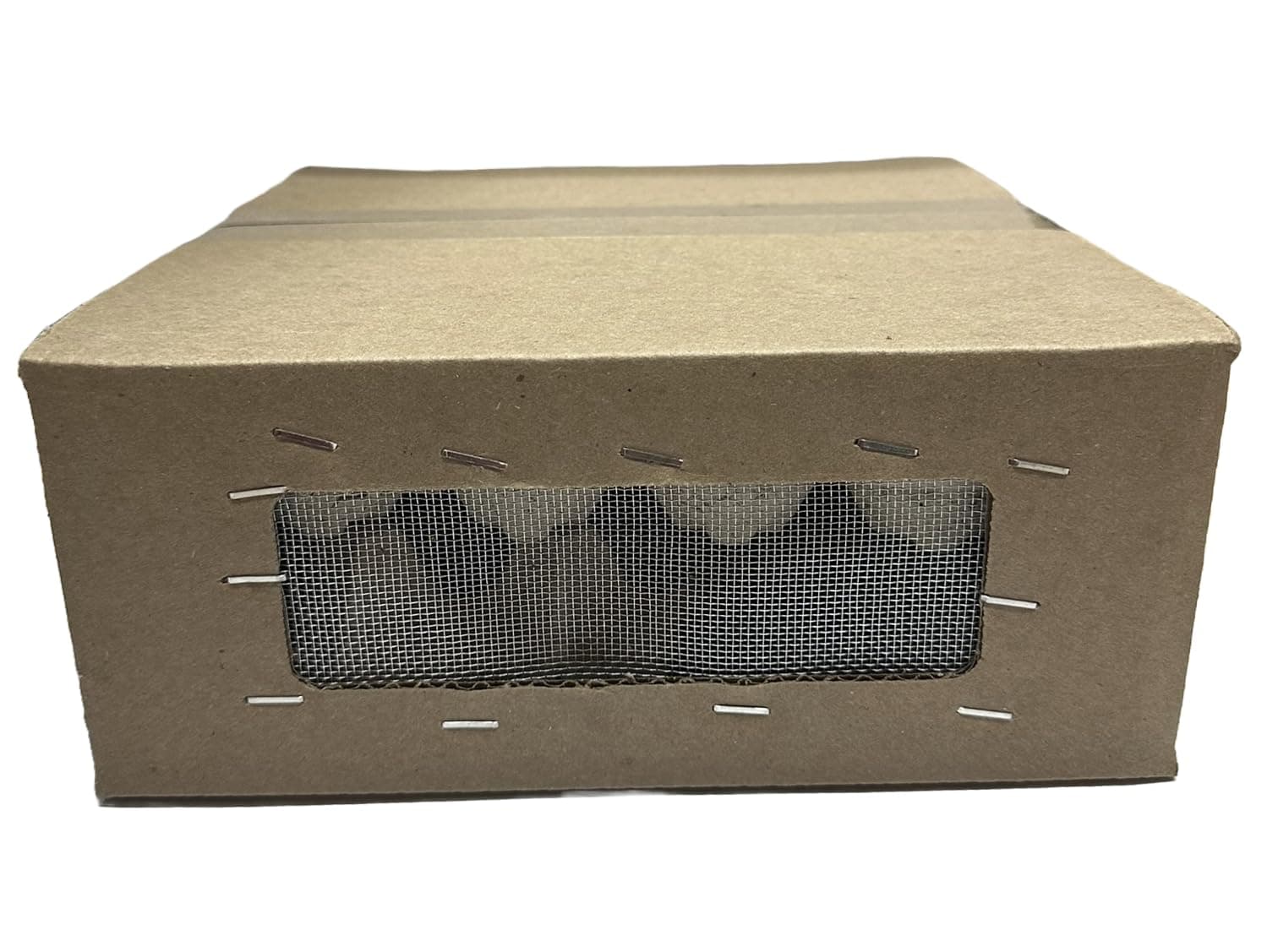 1000 Crickets - Small (2wk) 1/4" (Banded Cricket)