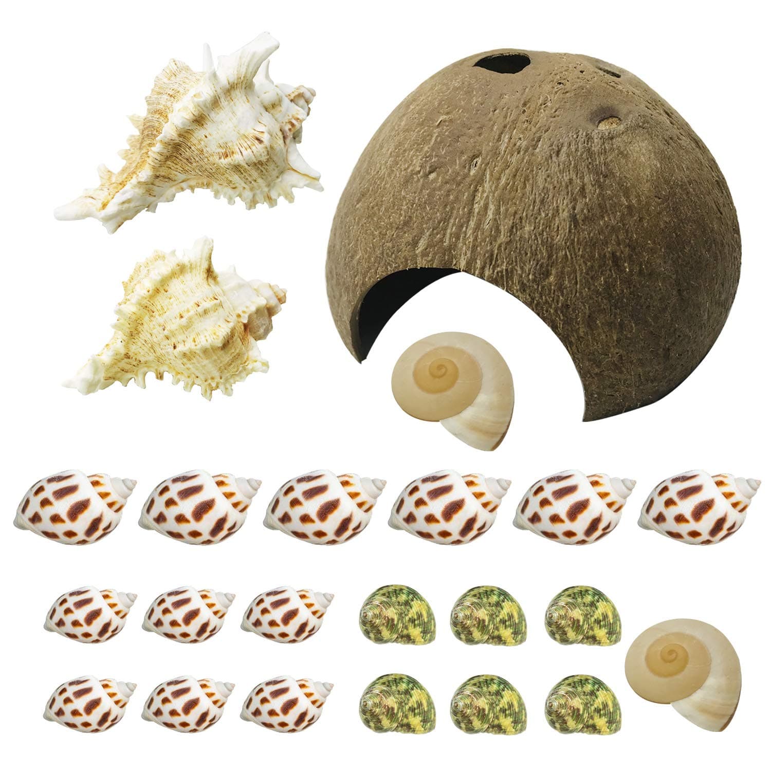 Cayway Hermit Crab Shells Turbo Shells Include 1 PCS Natural Coconut Hide Reptile Hideouts and 5 Style Natural Sea Conch Hermit Crab House for Hermit Crab Supplies, Aquarium Décor