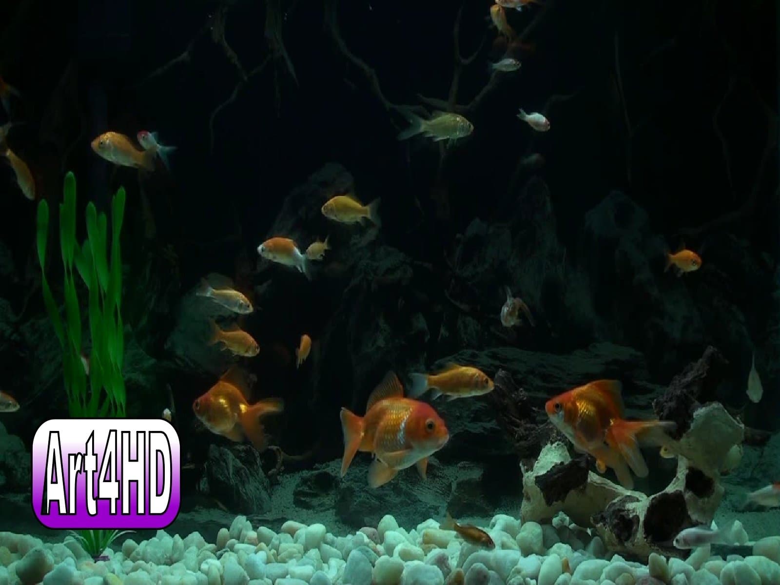 Goldfish Aquarium Screensaver Art4HD Video Art Volume 1