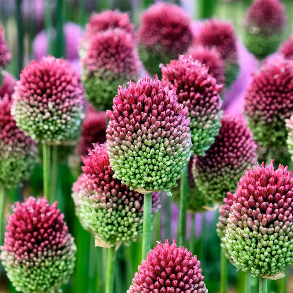 Allium Collection Bulbs - Spring Flowering Perennial - Ornamental Flowering Onion - for Your Beautiful Garden (15x Allium Drumstick)