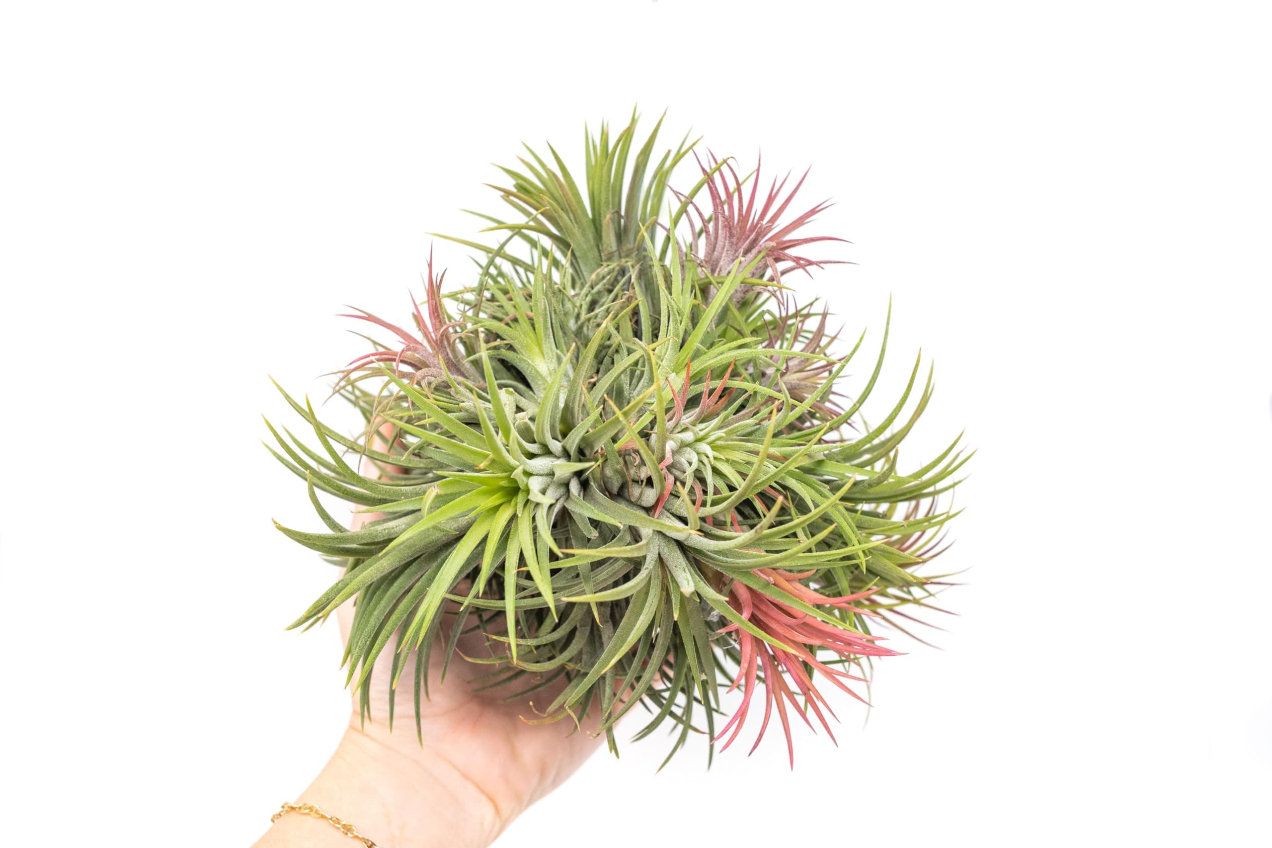 Air Plant Shop Hanging Ionantha Rubra Air Plant Cluster Large Ionantha Ball with Wire Hook for Hanging - Natural Tillandsia House Plant Display - Colors Vary by Season