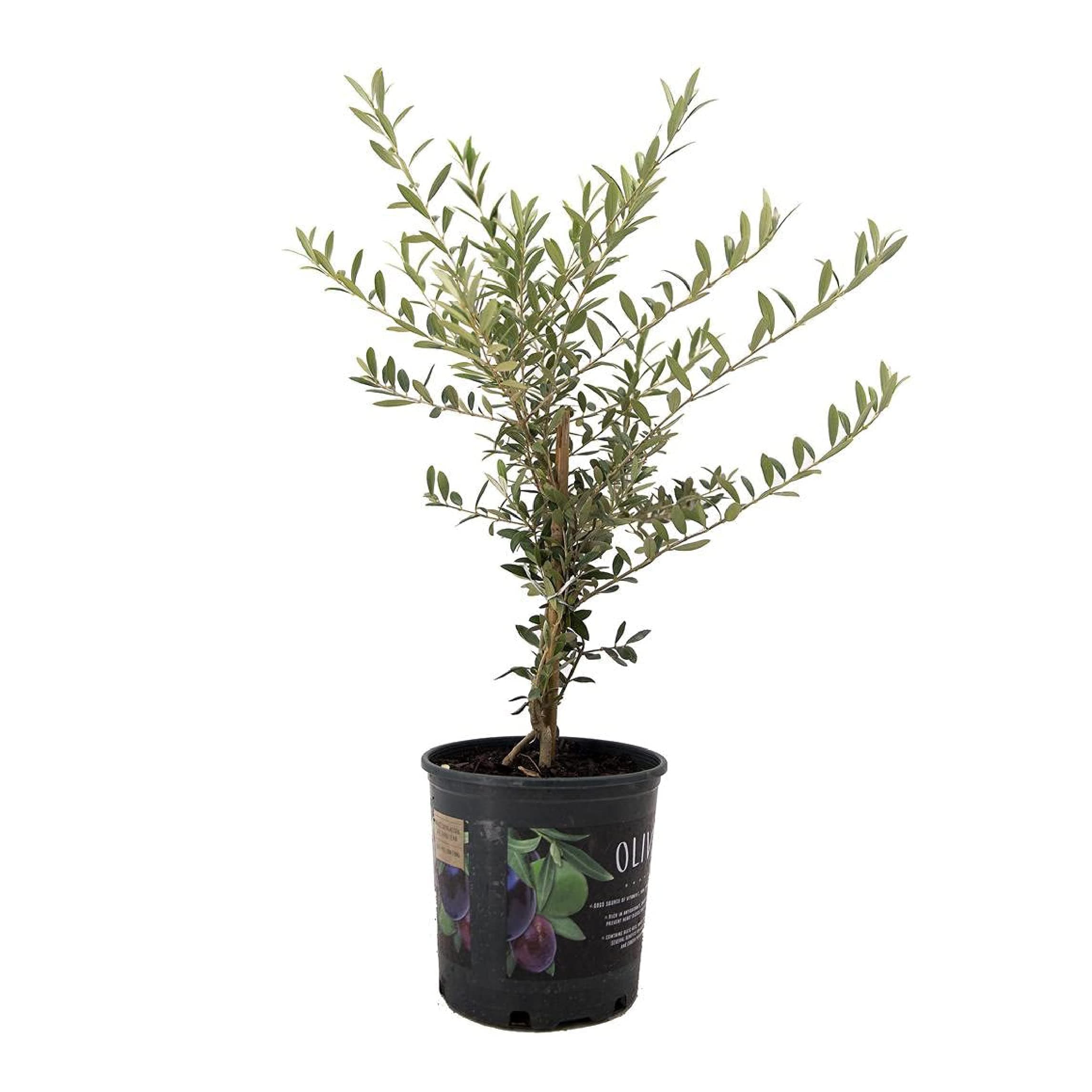 Arbequina Olive Tree – Live 6-Inch Pot, Fruit Bearing Tree, Cold Hardy Edible Variety for Containers, Patios, and Mediterranean-Inspired Gardens