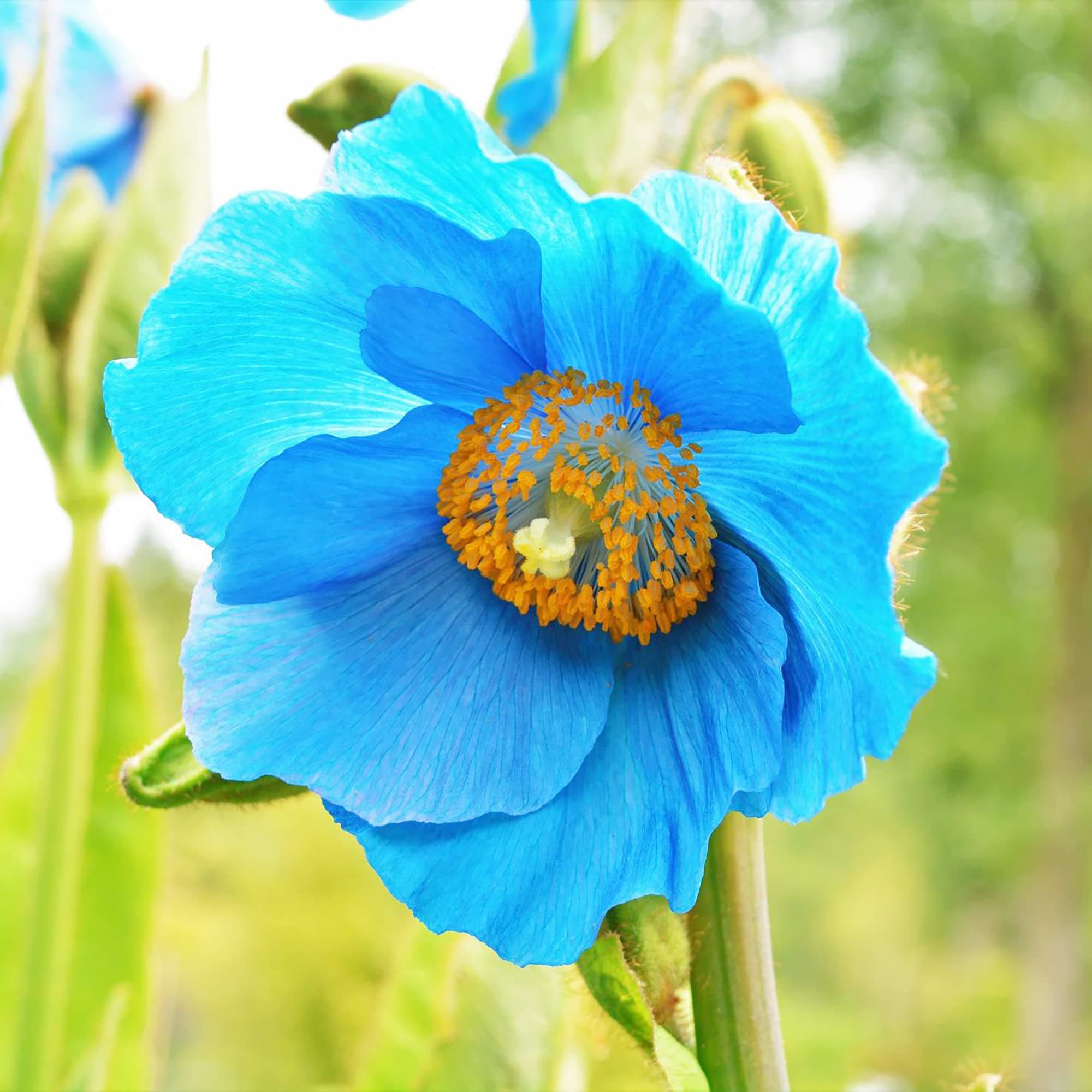 Himalayan Blue Poppy Seeds Captivating and Vivid Blue Flowers Short-Lived Perennials Ornamental Plant in Shaded Borders, Woodland Gardens 20Pcs Flower Seeds by YEGAOL Garden