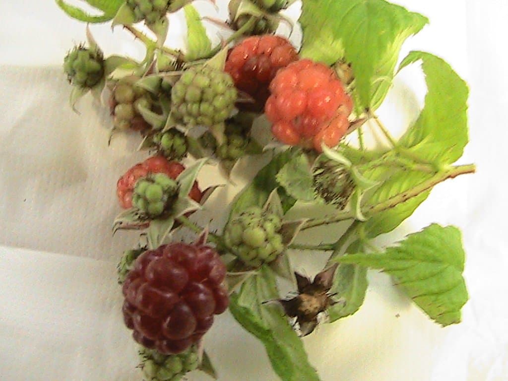 5 RASPBERRY CANES GLEN AMPLE bare root canes