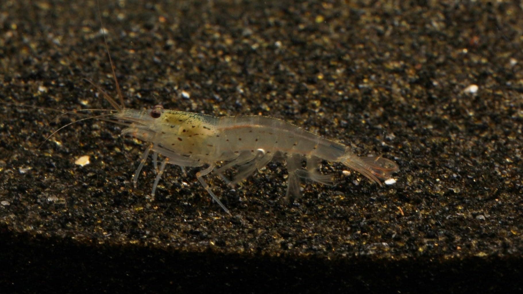 Imperial Tropicals Amano Shrimp (Caridina multidentata) (50)