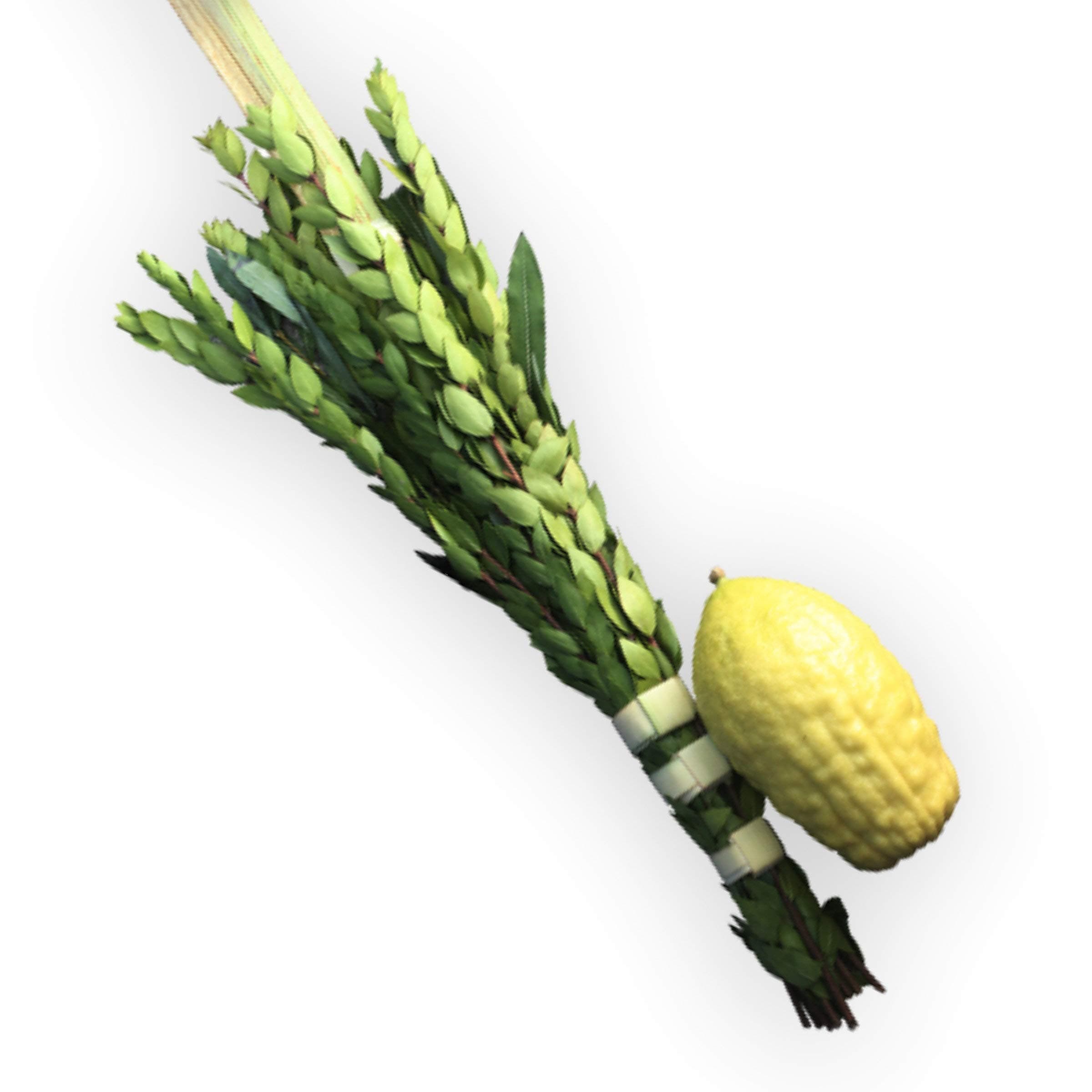Etrog And Lulav Set + detailed Guide - Well Packed - Ship One Day After Ordering - 2 Day Shipping - REMEMBER! You Get What You Paid For, By Us, You'll Get A Beautiful Set