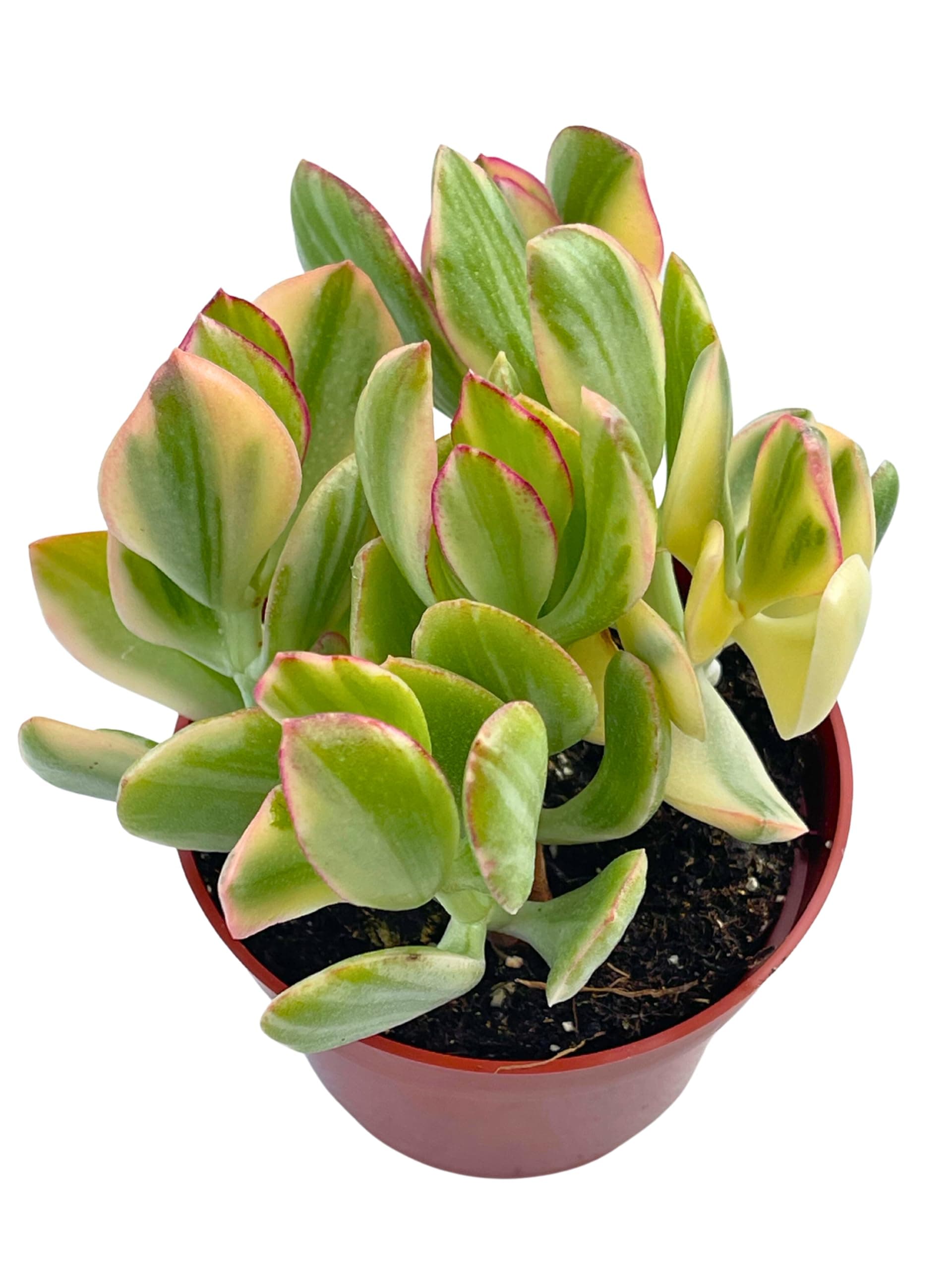 Jade Plant 4" Crassulla Ovata Tricolor Variegated Jade, Succulent Plants Live, Easy to Grow Hard to Kill Houseplant by The Succulent Cult