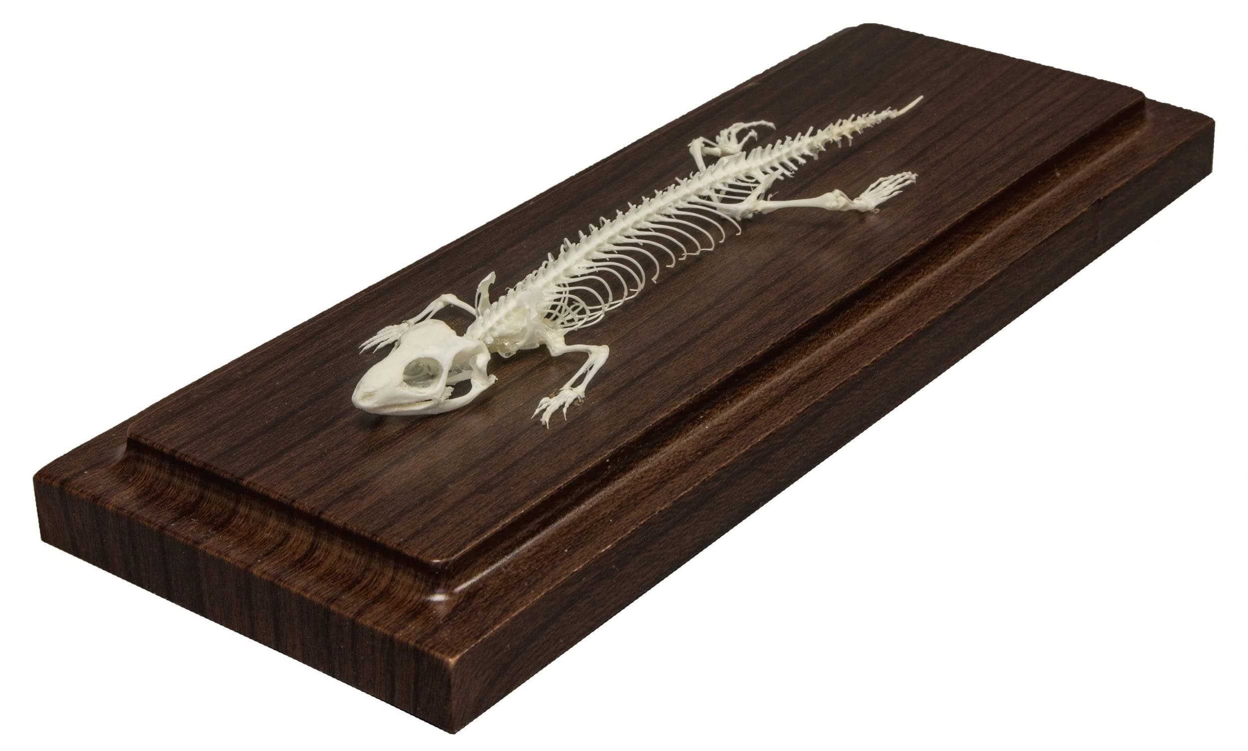 Lizard Skeleton (Articulated) (Natural Bone Economy)