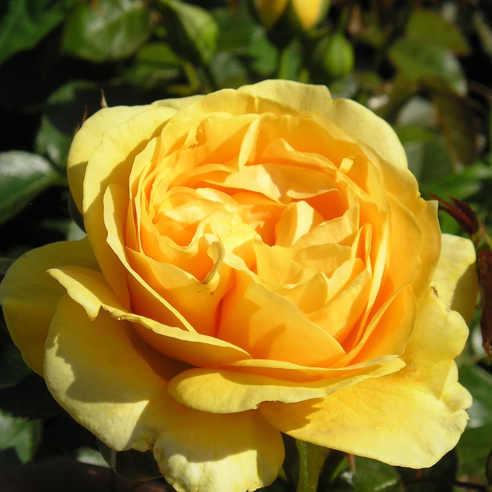 Absolutely Fabulous - 5.5lt Potted Floribunda Garden Rose Bush Rose of The Year Winner, Golden Yellow Blooms, Liquorish Fragrance