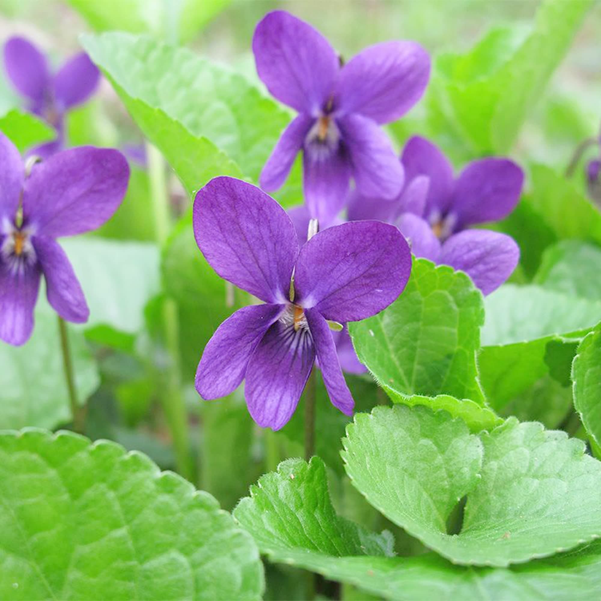Viola Odorata 'Queen Charlotte' Seeds Sweet Violet Fragrant Blooms and Unique Coloration Perennial Plant Sweet-Scented Flowers for Shaded Borders, Rock Gardens, and Containers 30Pcs by YEGAOL Garden