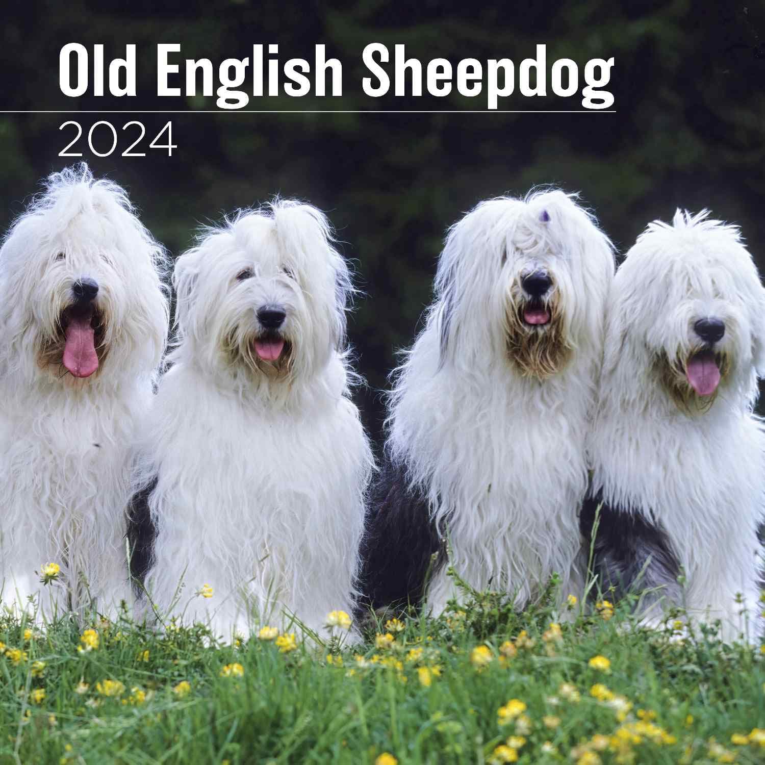 MegaCalendars - Old English Sheepdog Calendar 2024 - Dog Breed Wall Calendar