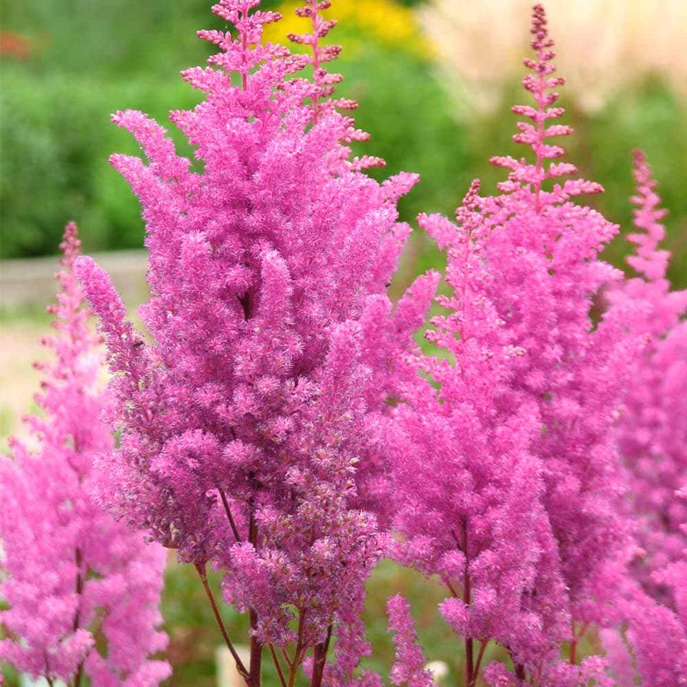 1 Astilbe Pink – Compact Perennial Variety – Pink Plumes – Little Vision in Pink – Perfect for Containers or Border – for Your Beautiful Garden