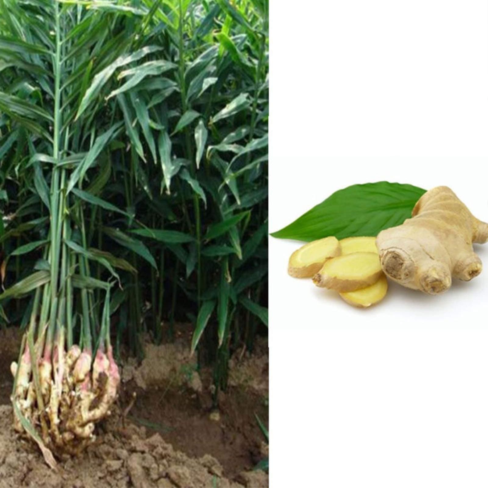 Ginger Turmeric Seeds Perennial Vegetables Potted Bonsai Plant Garden Decor - Flower Seeds Vegetable Seeds Fruit Seeds Garden Plant Seeds