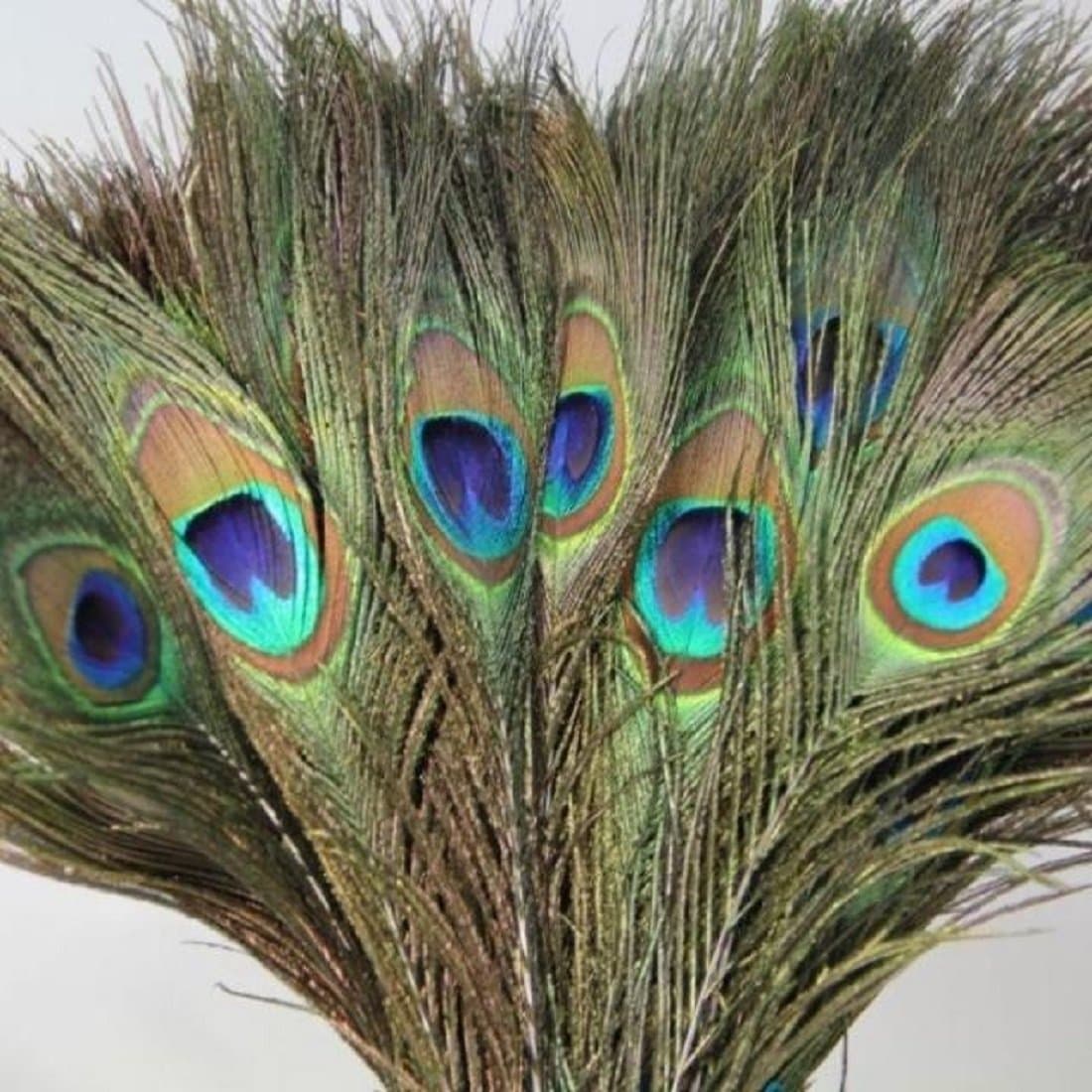 AMAN FANCY RAKHI Peacock Feather Tails in Full Length 30 to 35 Inch (Pack of 10).
