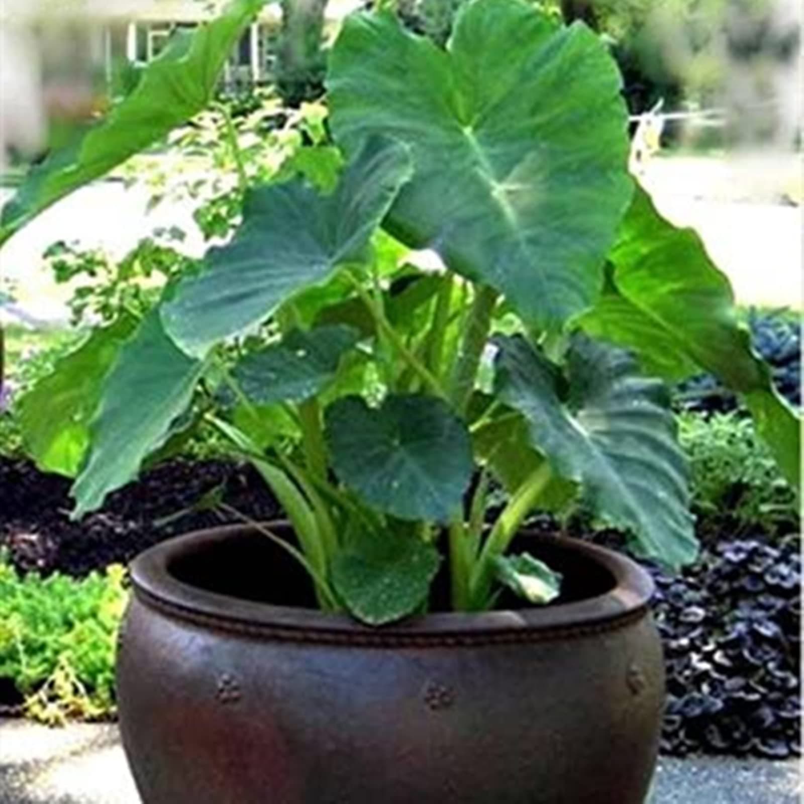 Elephant Ears Bulbs for Growing，Giant Elephant Ear Bulbs ，Beautify Environment，Rare Imported Rhizomes-5 Bulbs,d