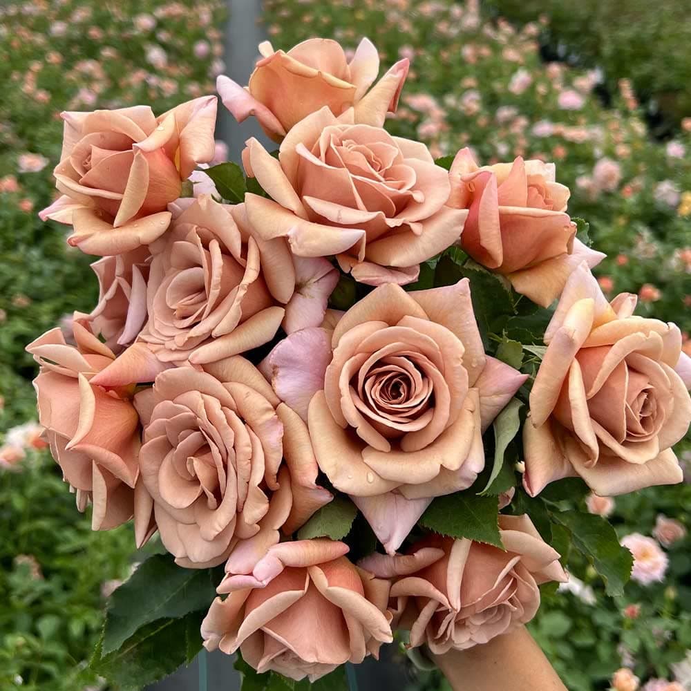 - Heirloom Floribunda Roses, Live Own Root Plant for Outdoor Garden, Koko Loko™, Moderately Fragrant, Hardiness Zones: 6-10, Repeat Blooming