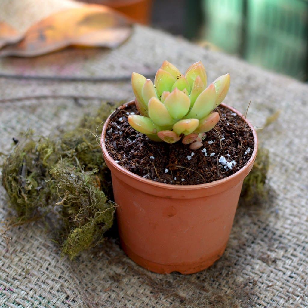 myBageecha - Graptosedum 'Cesar' Indoor Outdoor Live Colorful Plant Succulent with Pot