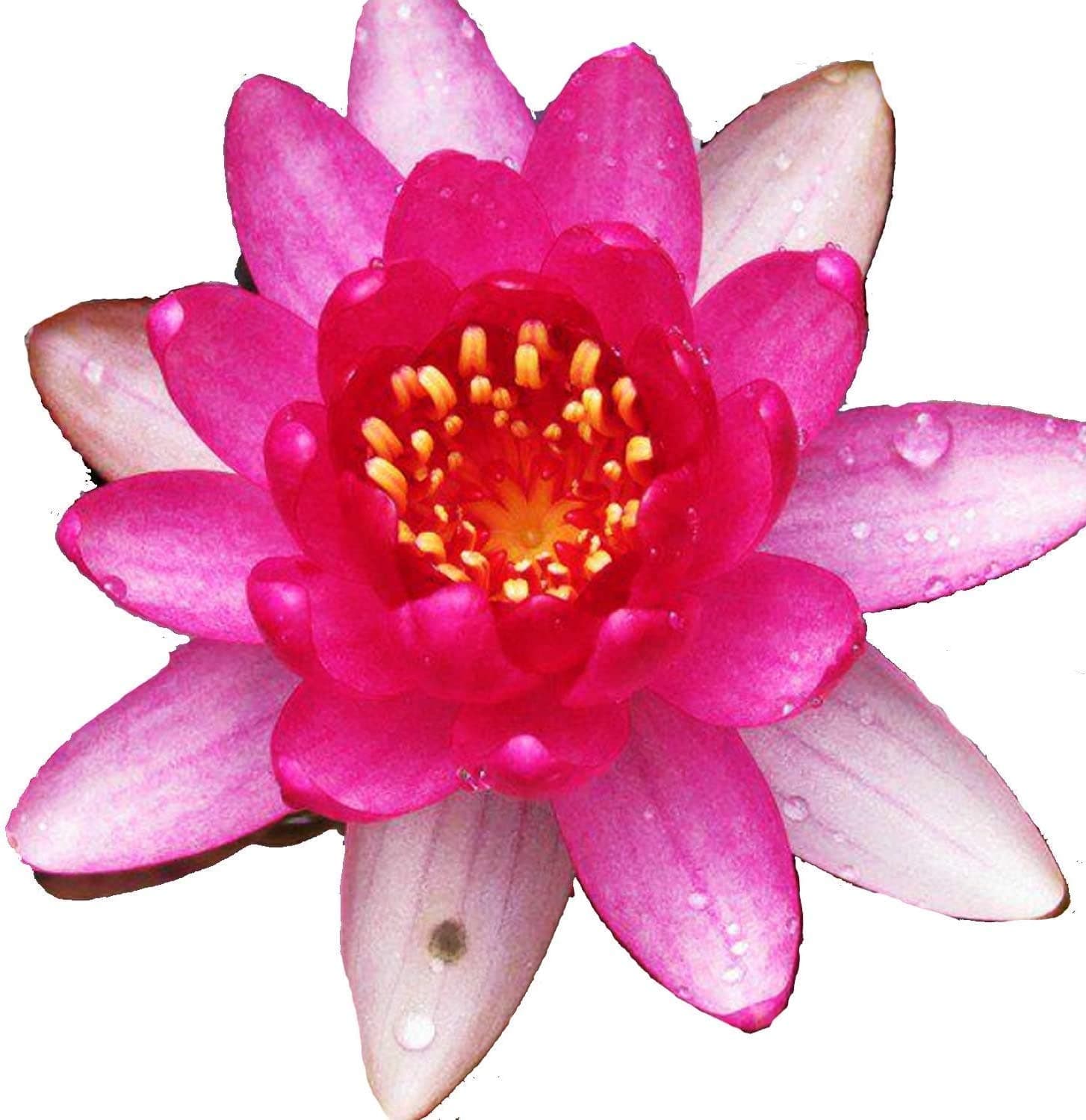 Live Water Lily Tuber Nymphaea James Brydon Pink Hardy Aquatic Plants for Aquarium Freshwater Fish Pond Garden