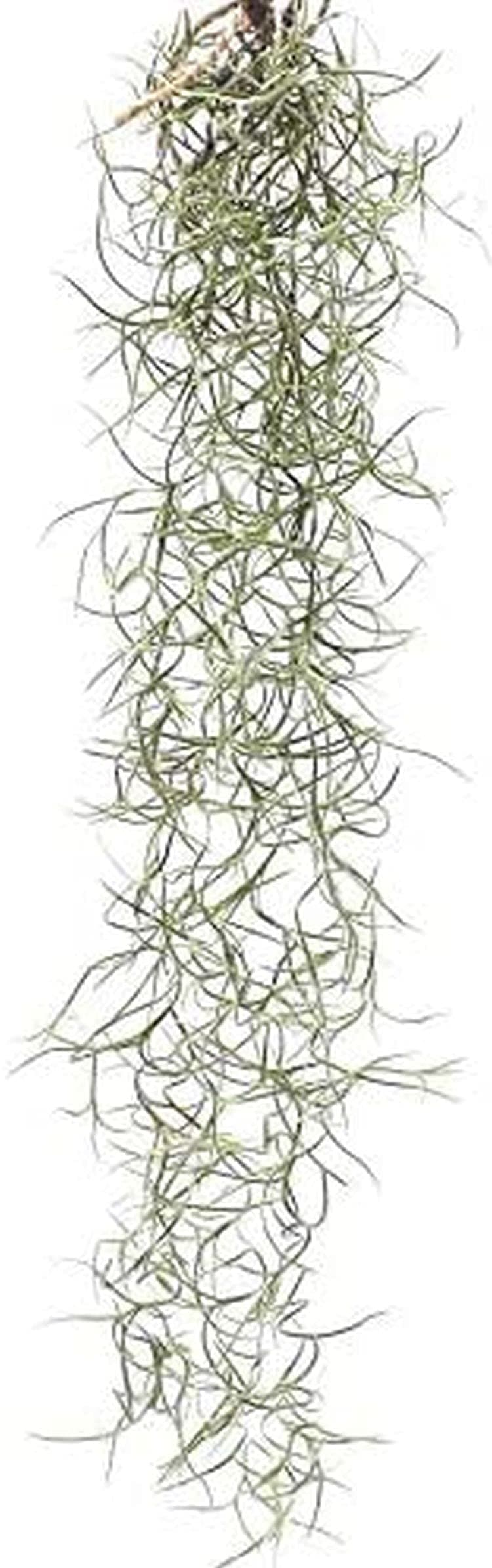 "Spanish Moss Terrarium Tillandsia Usneoides" Plant
