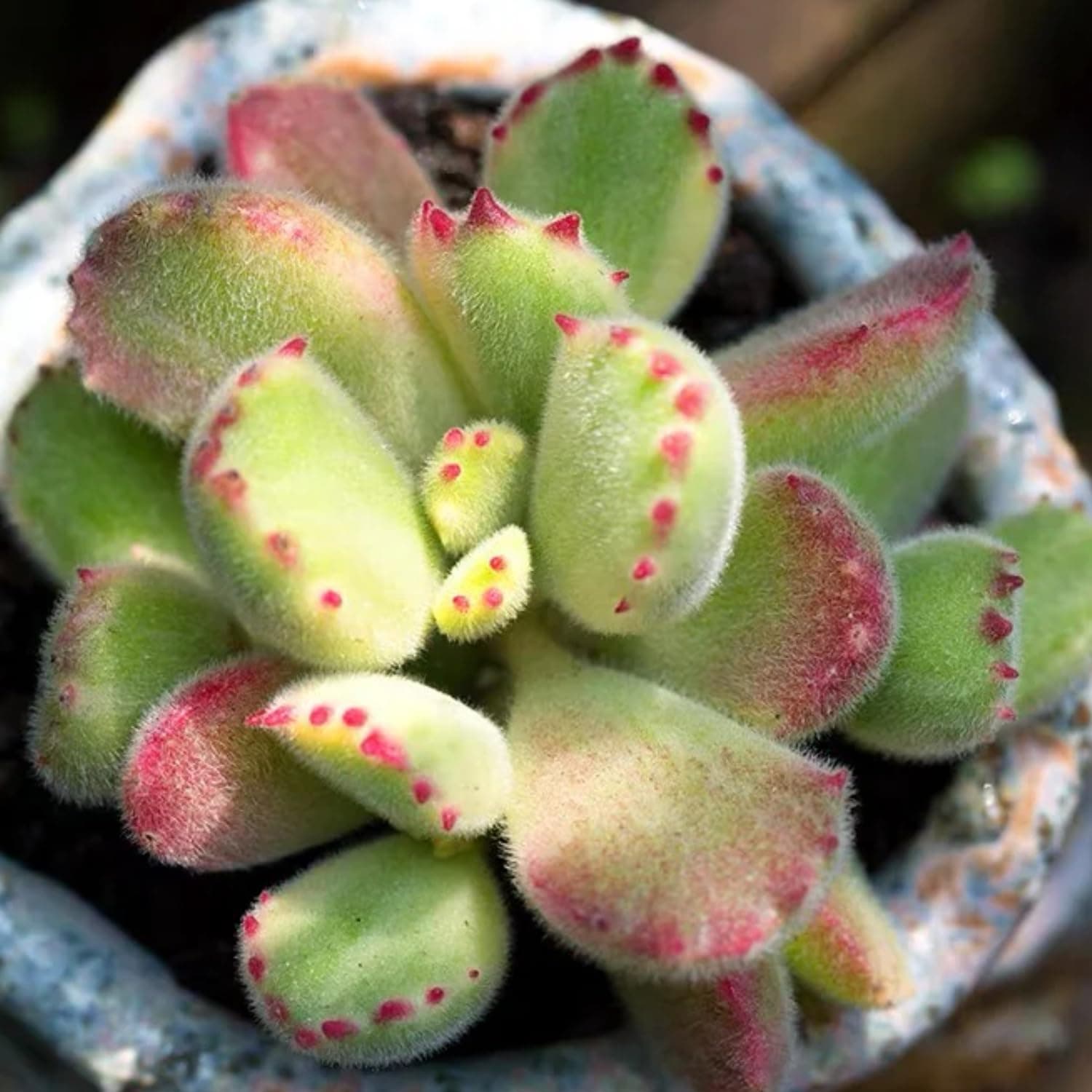 2 Variegated Bear’s Paw Succulent Live Plants, Cotyledon Succulent in 2 Inch Pot, Ornamental Indoor House Plant